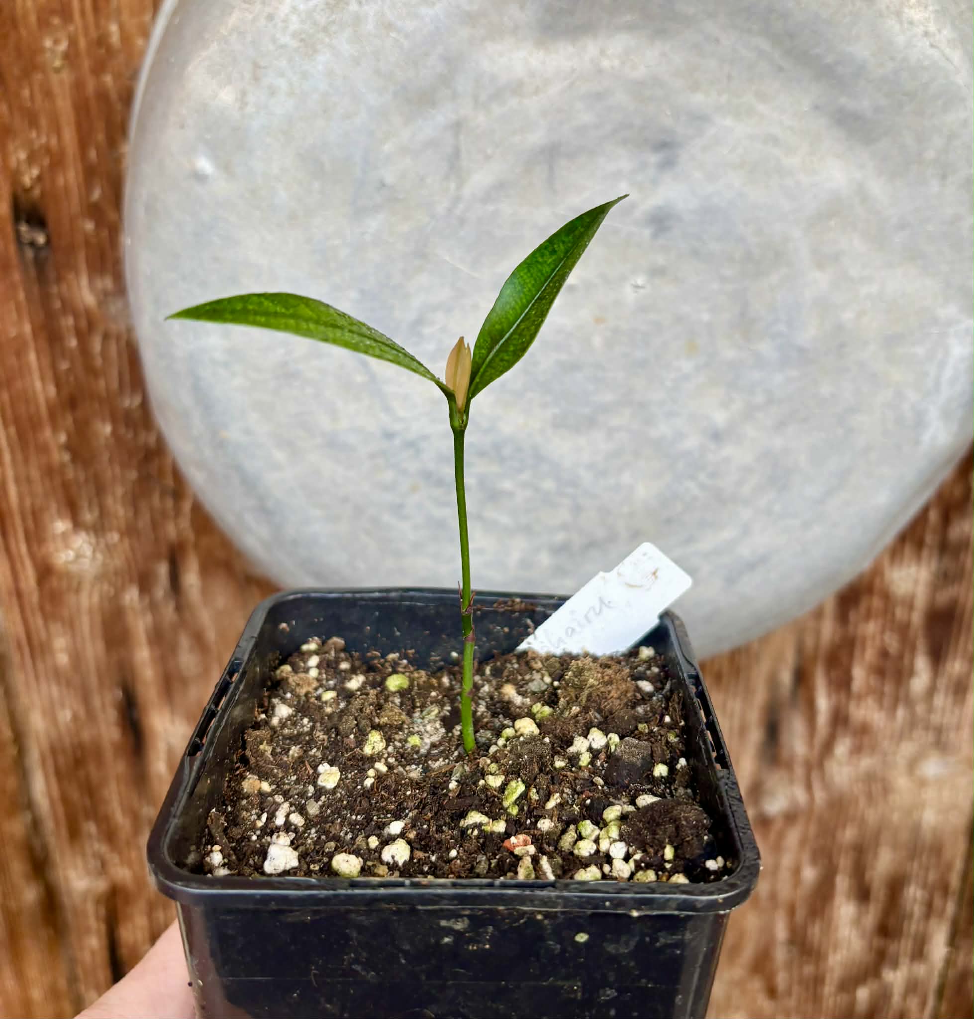 Achachairu (Garcinia humilis) - 1 potted seedling / 1 getopfter Sämling