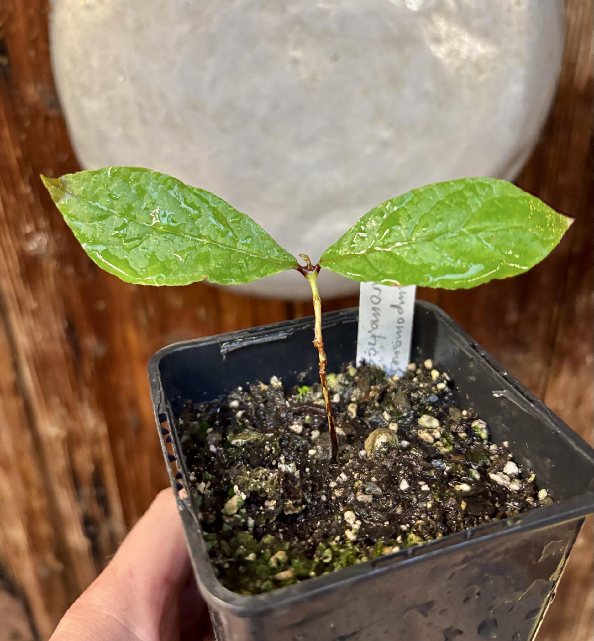 Campomanesia aromatica - Guabiraba - 1 small potted seedling / 1 kleiner, getopfter Sämling Campomanesia aromatica - Guabiraba - 1 small potted seedling / 1 kleiner, getopfter Sämling