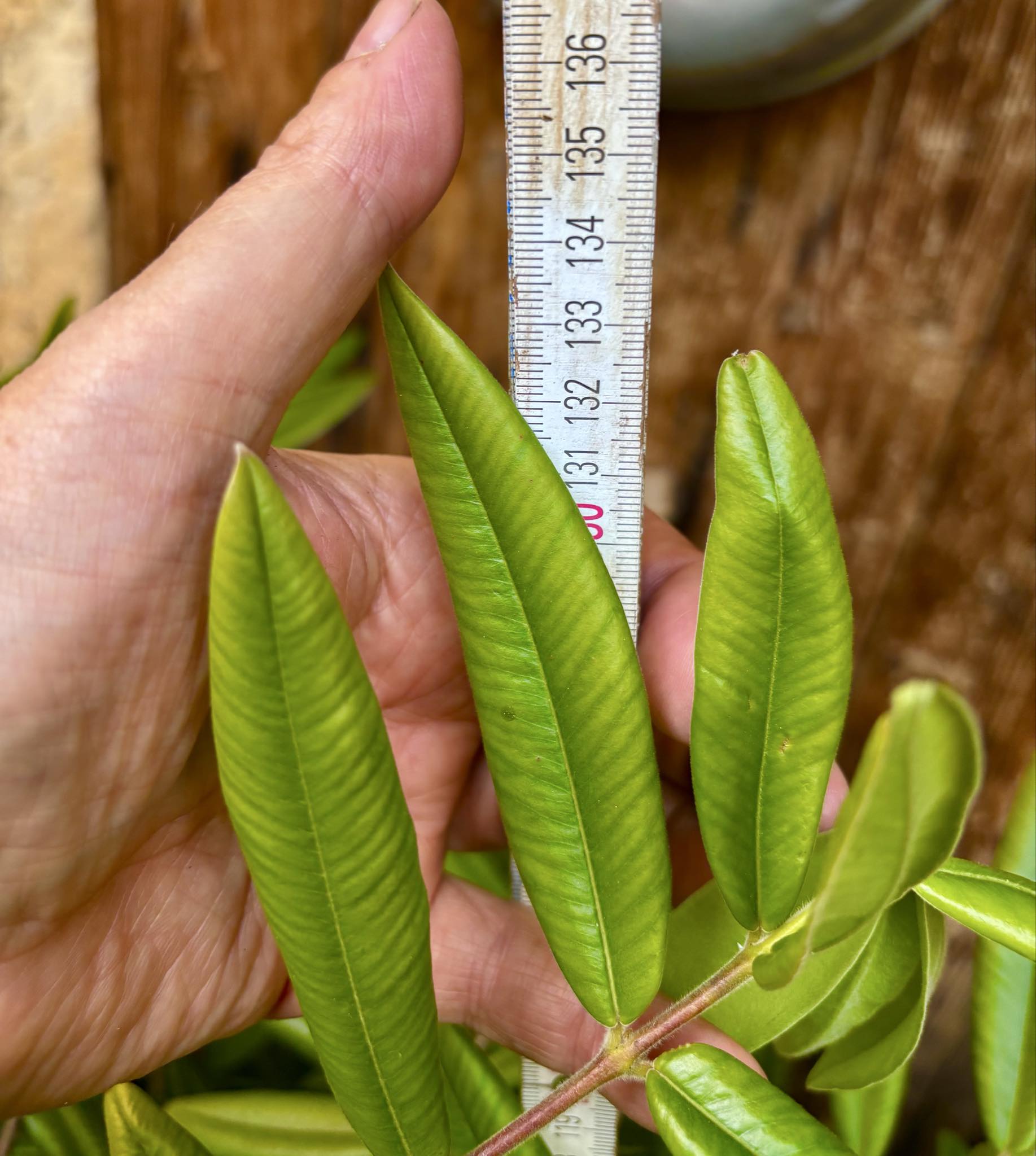 9 years old - Yellow Jaboticaba (Myrciaria glazioviana) - 1 potted plant / 1 getopfte Pflanze 