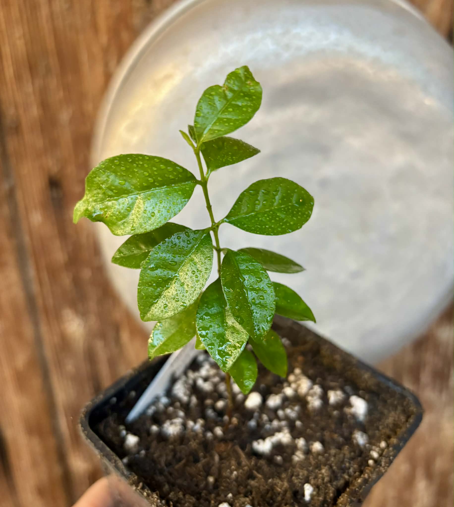 Purple Forest Guave - Psidium myrtoides  - 1 potted seedling / 1 getopfter Sämling