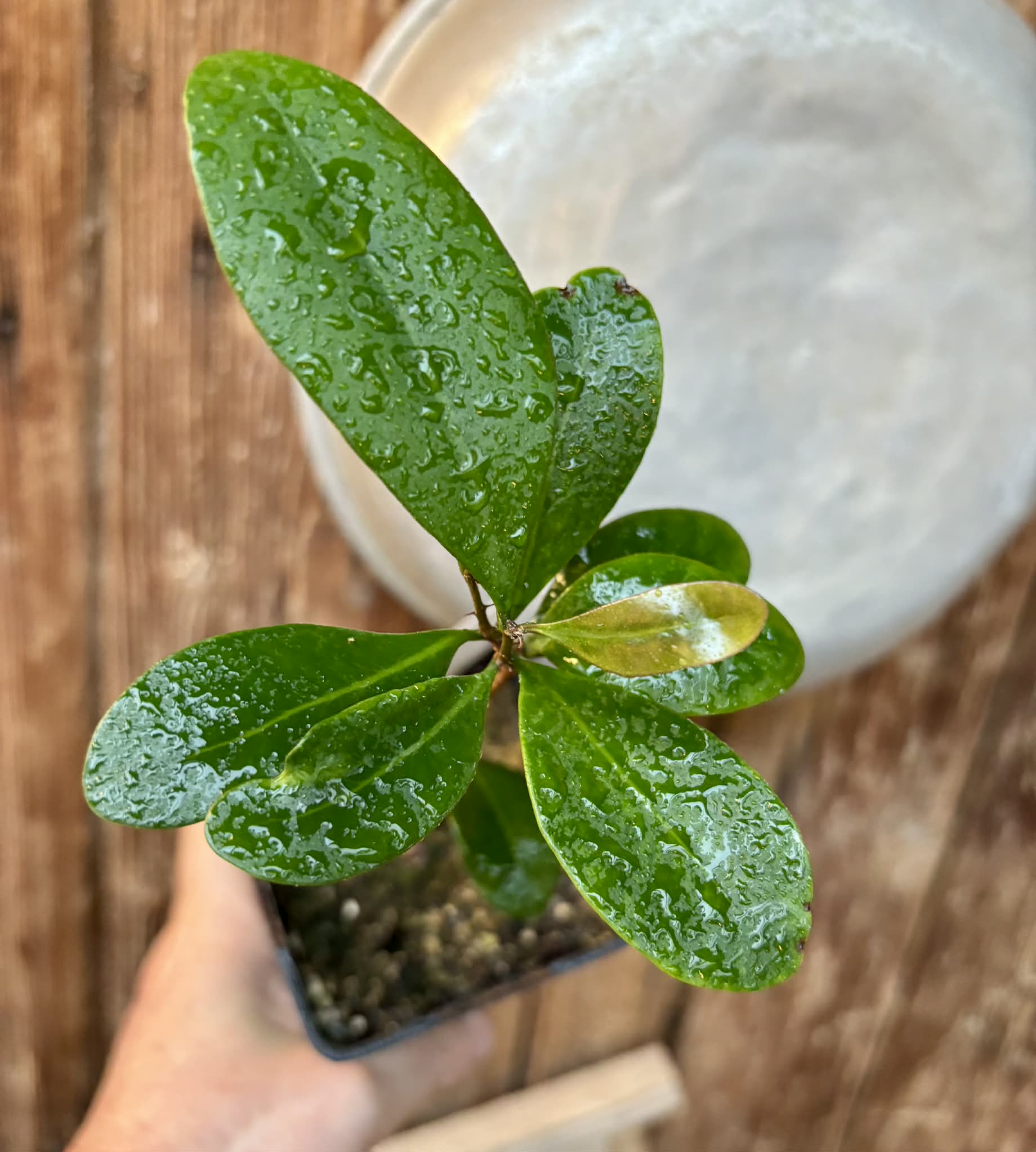 Myrcia sp Jequitinhonha - 1 potted seedling / 1 getopfter Sämling