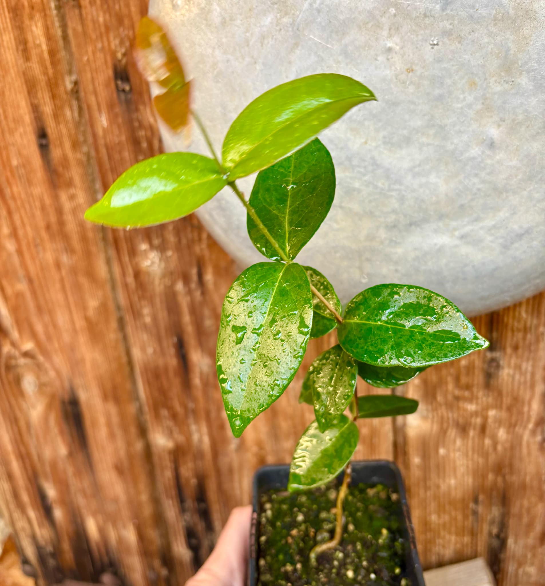 Eugenia pitanga - 1 potted plant / 1 getopfte Pflanze