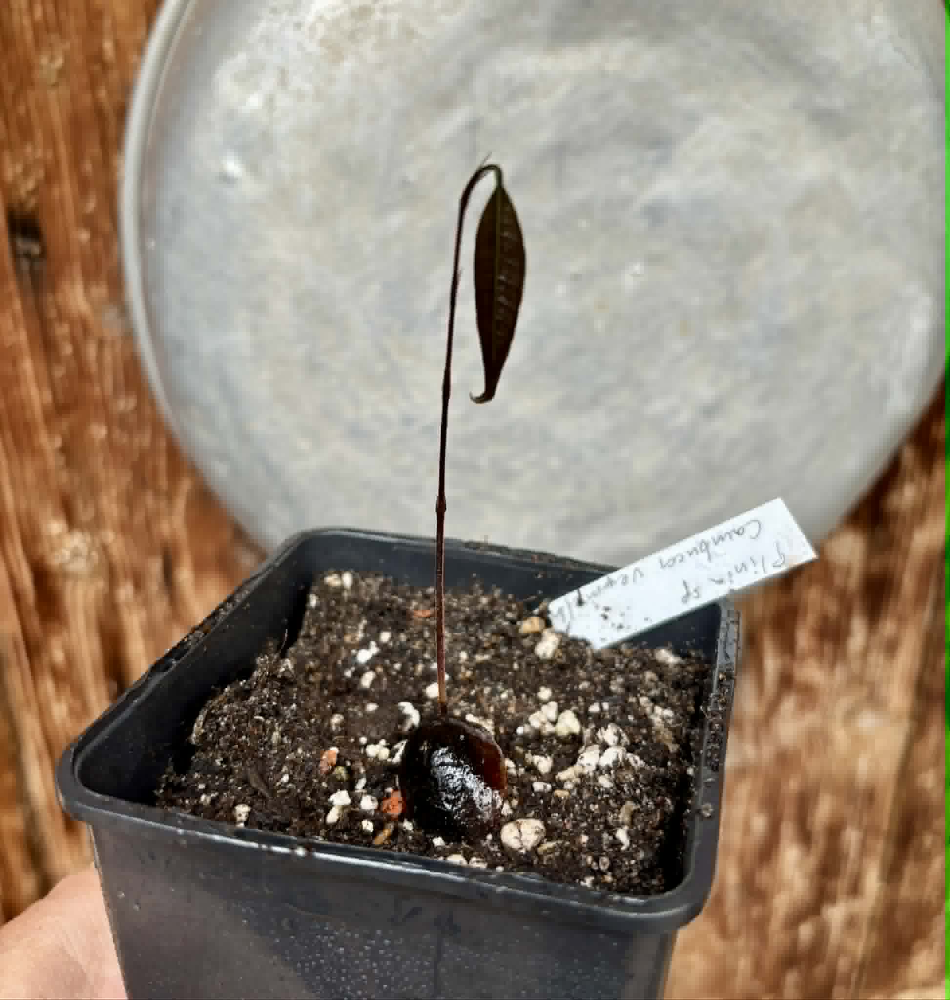 Plinia sp Cambuca vermelha -  1 potted seedling / 1 getopfter Sämling