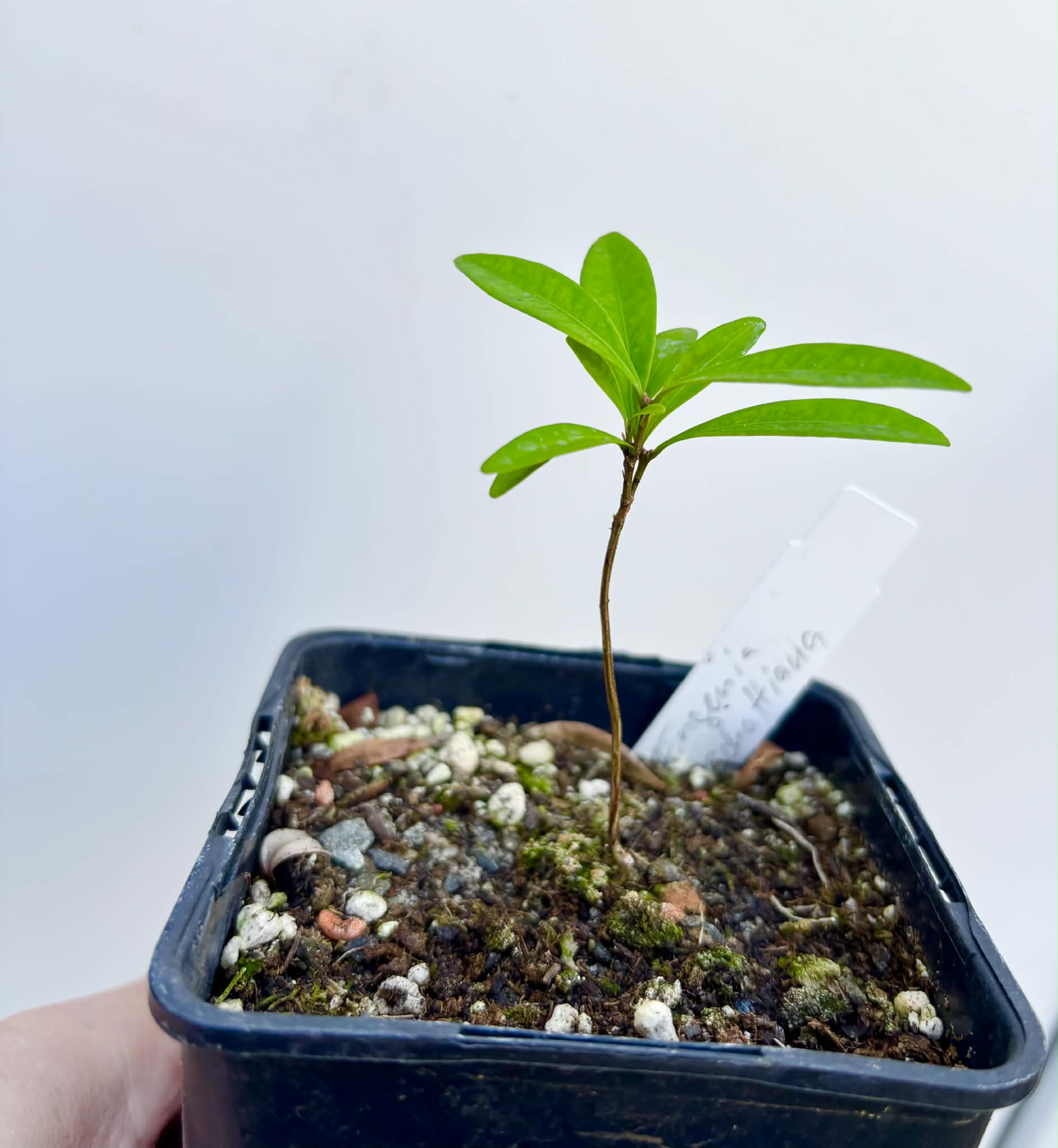 Eugenia schottiana -  1 potted seedling / 1 getopfter Sämling