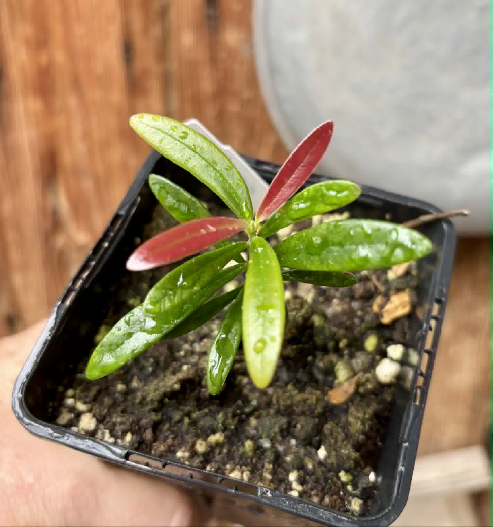 Myrcia luschnathiana -  1 potted seedling / 1 getopfter Sämling