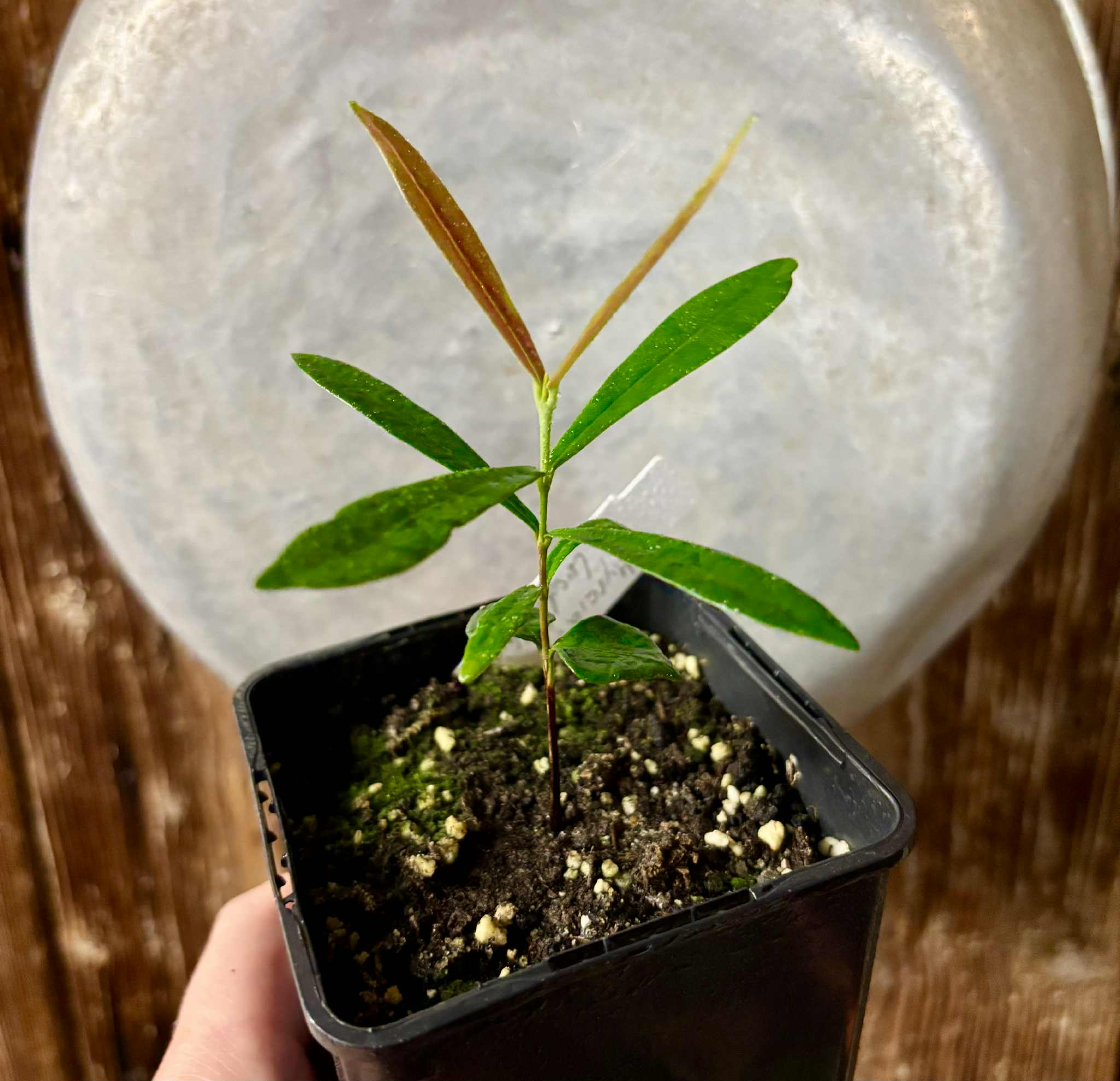 Myrcia luschnathiana -  1 potted seedling / 1 getopfter Sämling