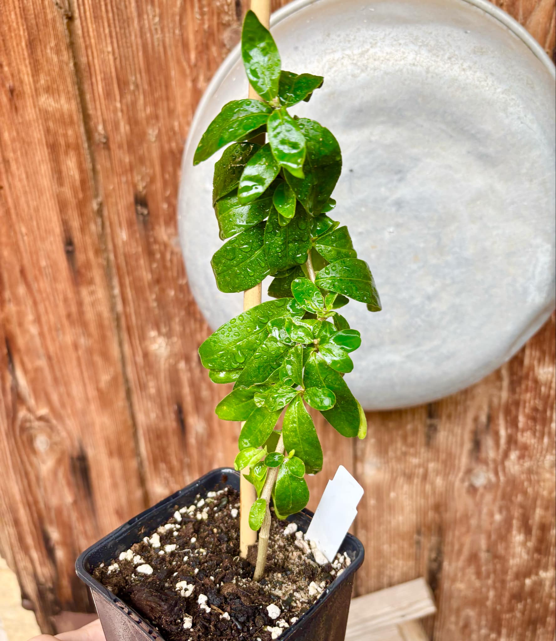 Kei Apple (Dovyalis caffra) Nr. 5 - 1 potted plant / 1 getopfte Pflanze Kei Apple (Dovyalis caffra) Nr. 5 - 1 potted plant / 1 getopfte Pflanze