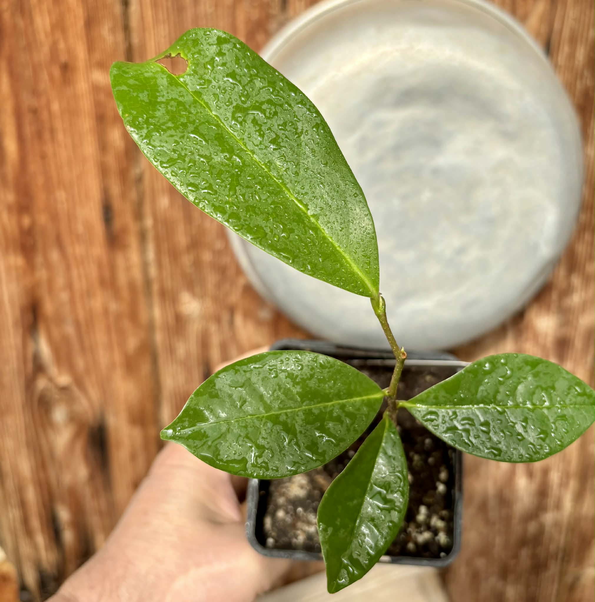 Annona montana - Mountain Soursop - 1 potted plant / 1 getopfte Pflanze