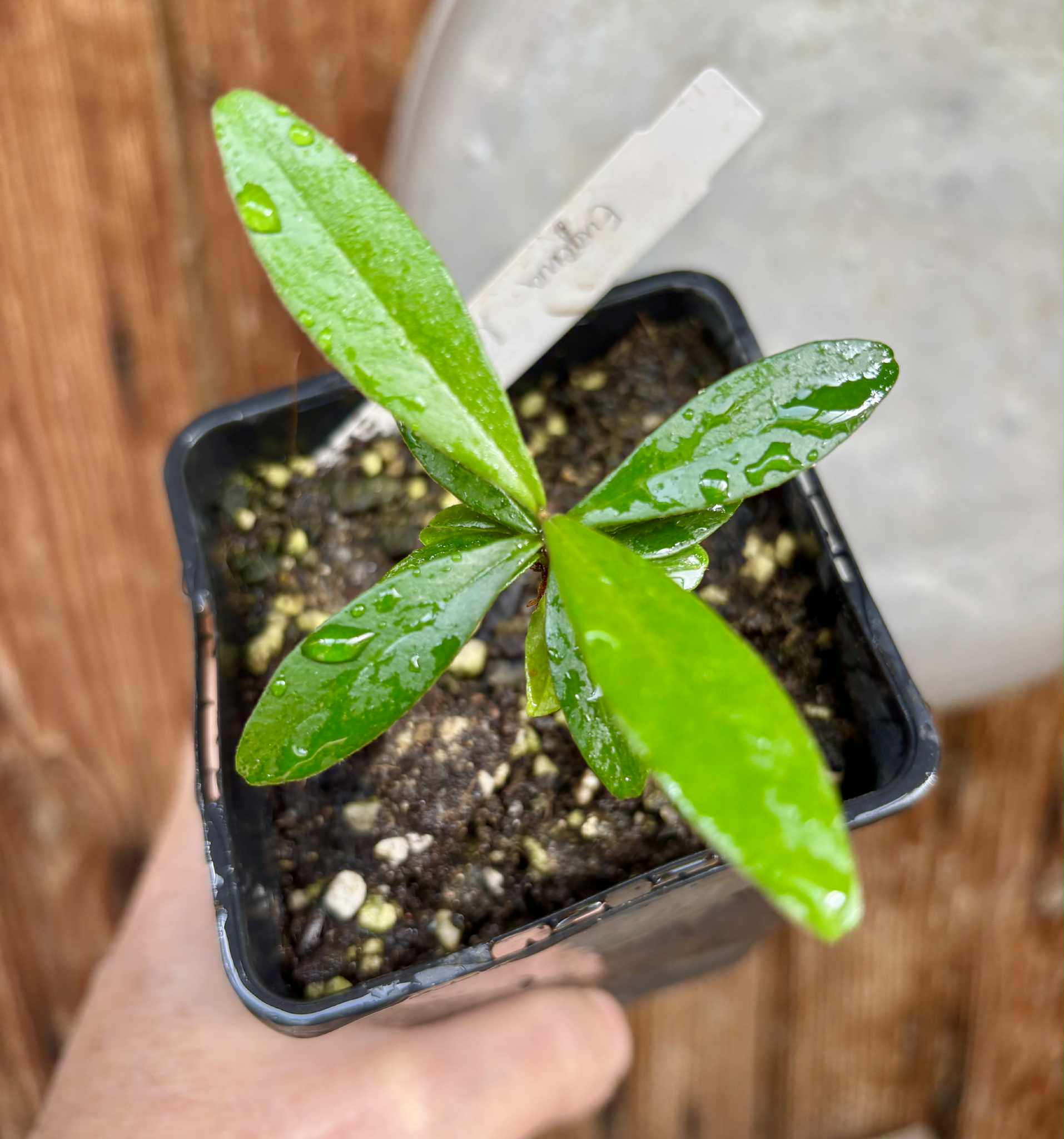Pitomba (Eugenia luschnathiana) - 1 potted plant / 1 getopfte Pflanze