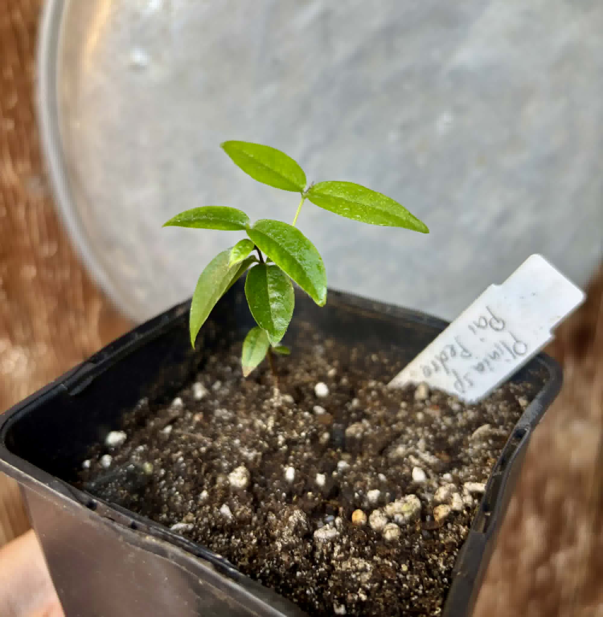 Plinia sp Pai Pedro -  1 potted seedling  / 1 getopfter Sämling