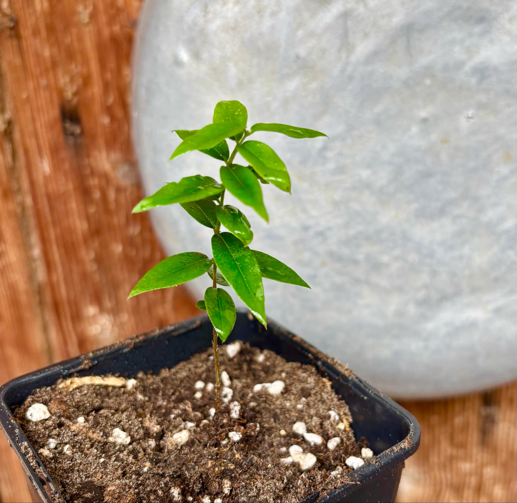 Jaboticaba - Plinia sp Pingo de Mel (Vilela A3) -  1 small potted seedling / 1 kleiner, getopfter Sämling