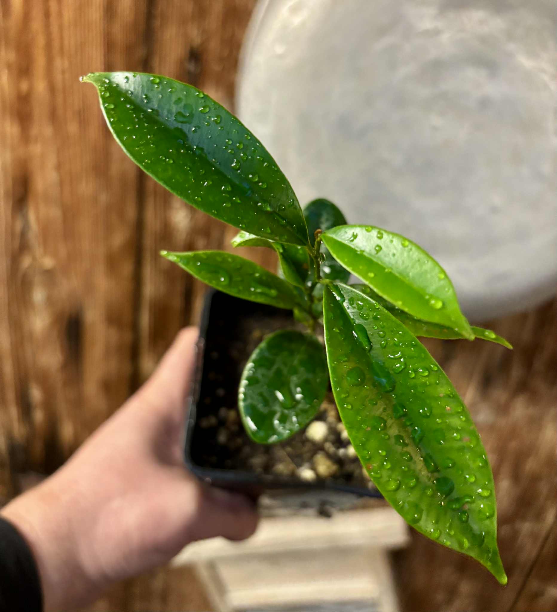 Diploon cuspidatum  -  1 potted seedling / 1 getopfter Sämling