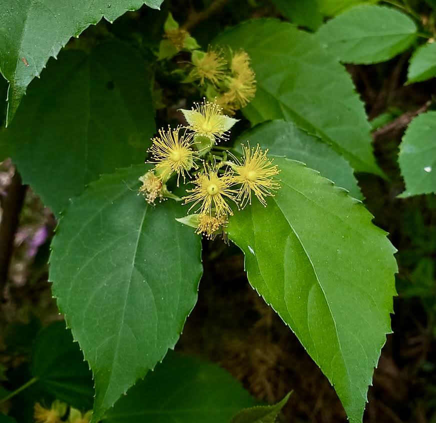 Guaí (Prockia crucis) - 10 fresh seeds / 10 frische Samen 