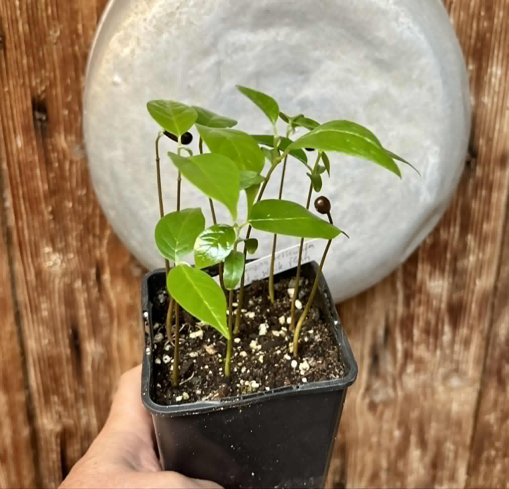 9 in 1 pot - Annona reticulata var Red - 9 seedlings in one pot / 9 Sämlinge in einem Topf