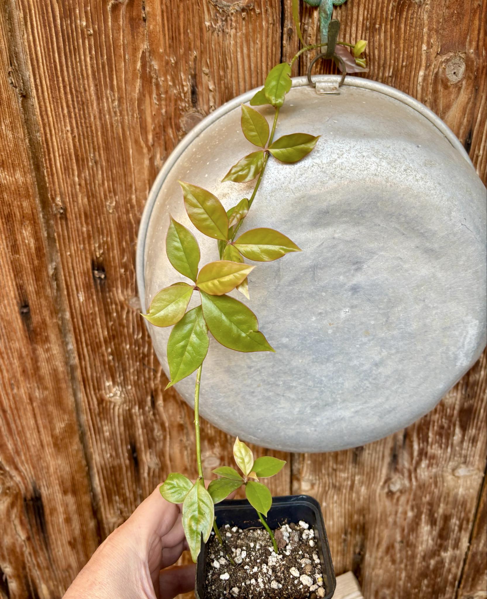 Pereskia aculeata var. godseffiana (Barbados Gooseberry) - 1 potted plant / 1 getopfte Pflanze
