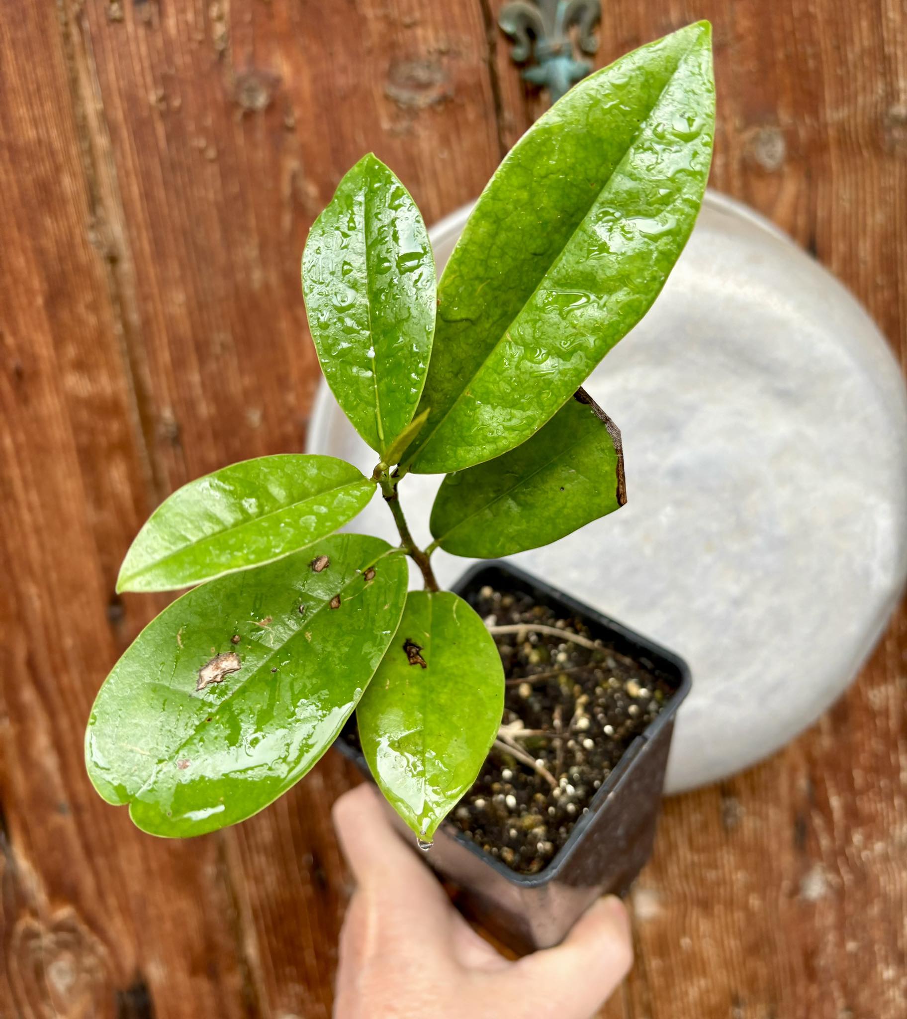 Annona salzmannii - 1 potted plant / 1 getopfte Pflanze