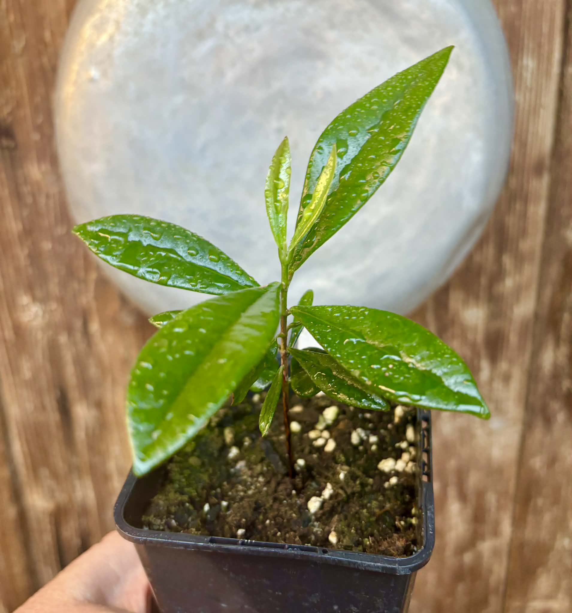 Myrcia luschnathiana -  1 potted seedling / 1 getopfter Sämling