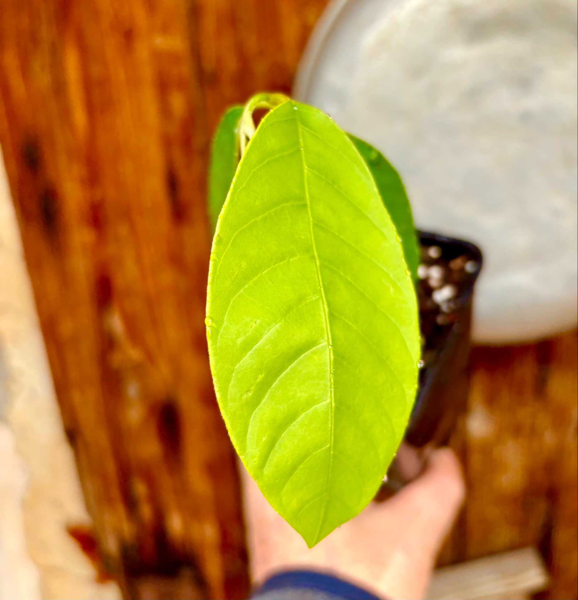 Annona andicola  - 1 potted plant / 1 getopfte Pflanze