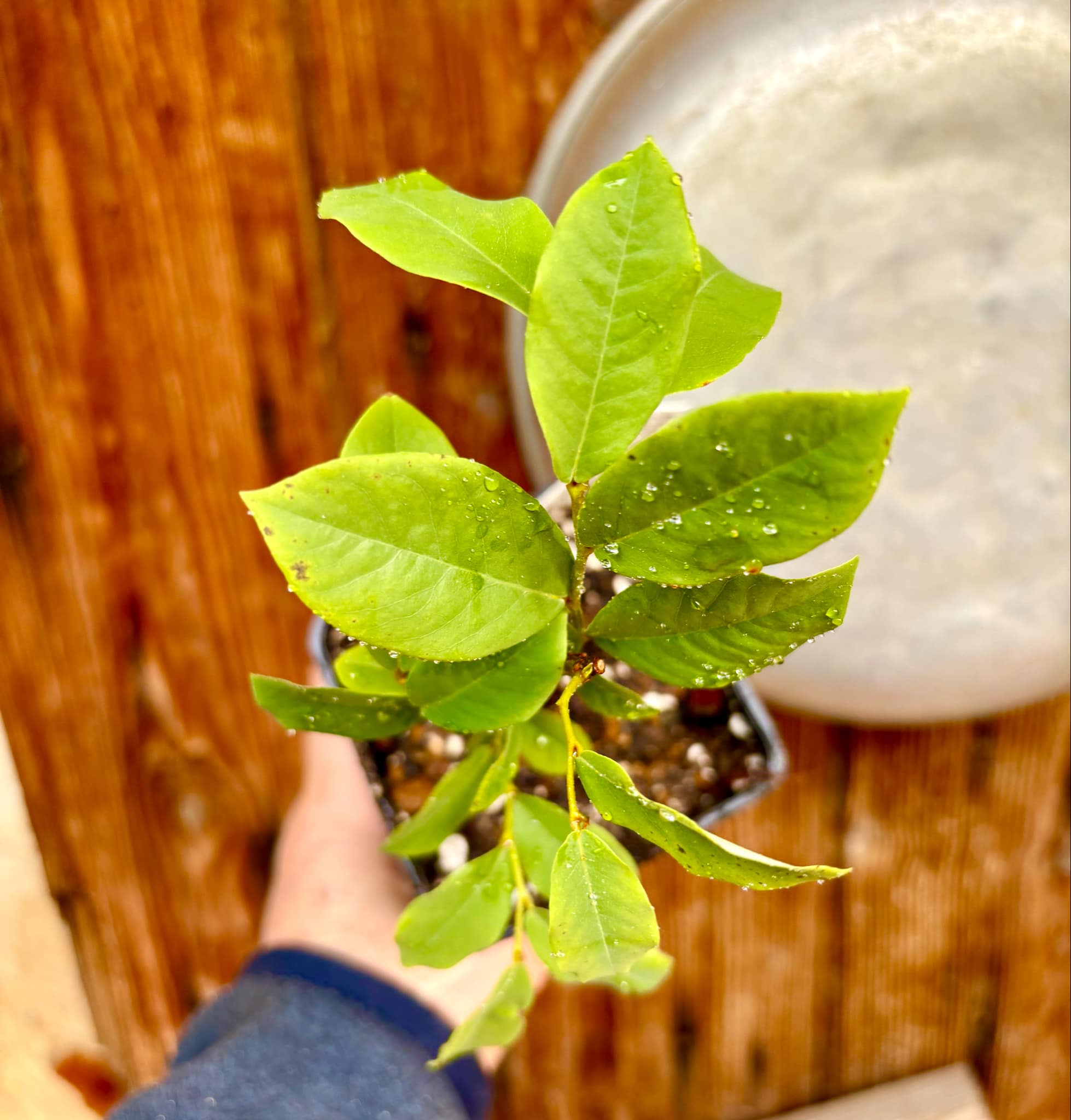 Dasymaschalon lomentaceum -  1 potted plant / 1 getopfte Pflanze