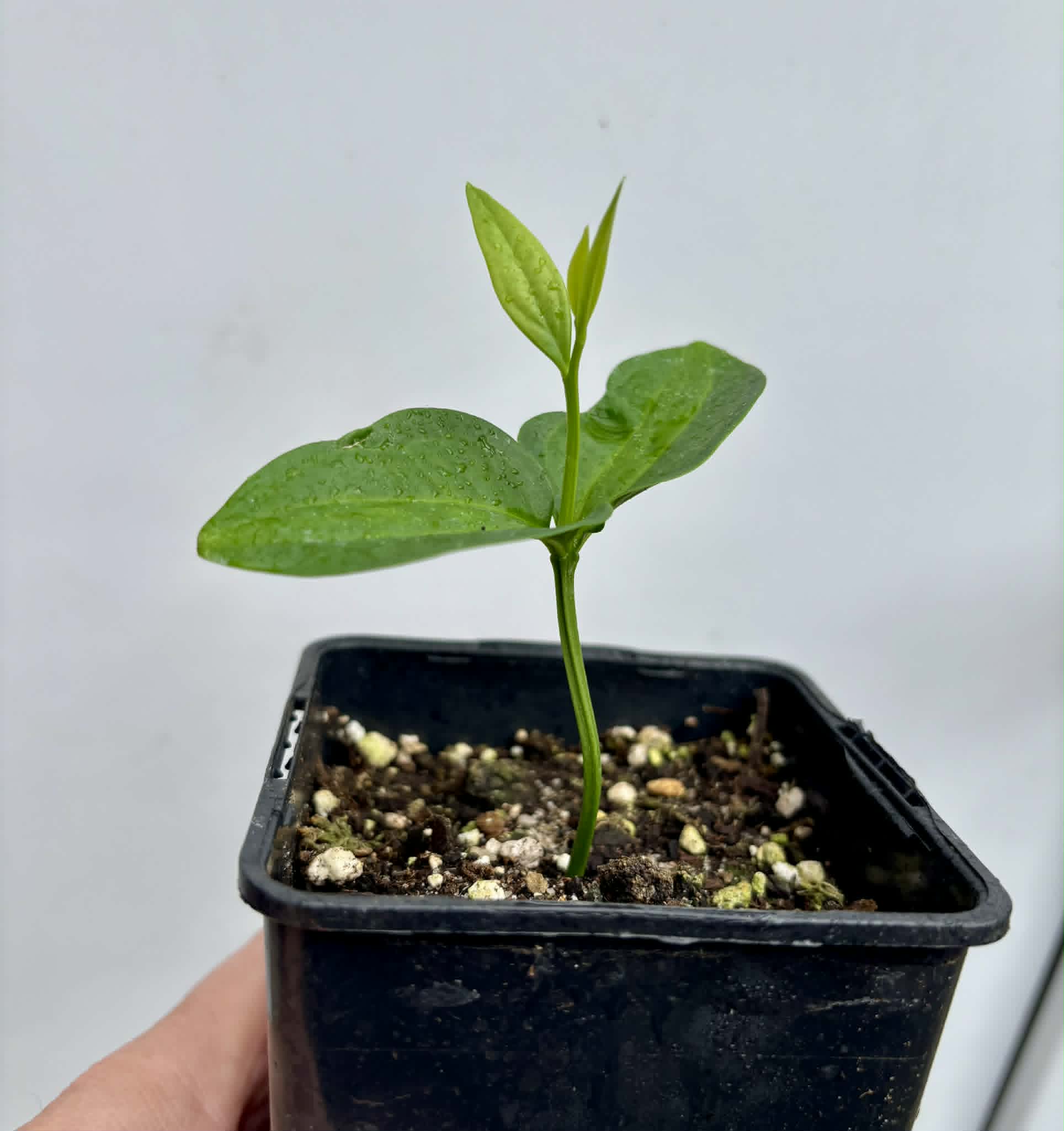 Dulacia sp. Cafe doce  -  1 potted seedling / 1 getopfter Sämling