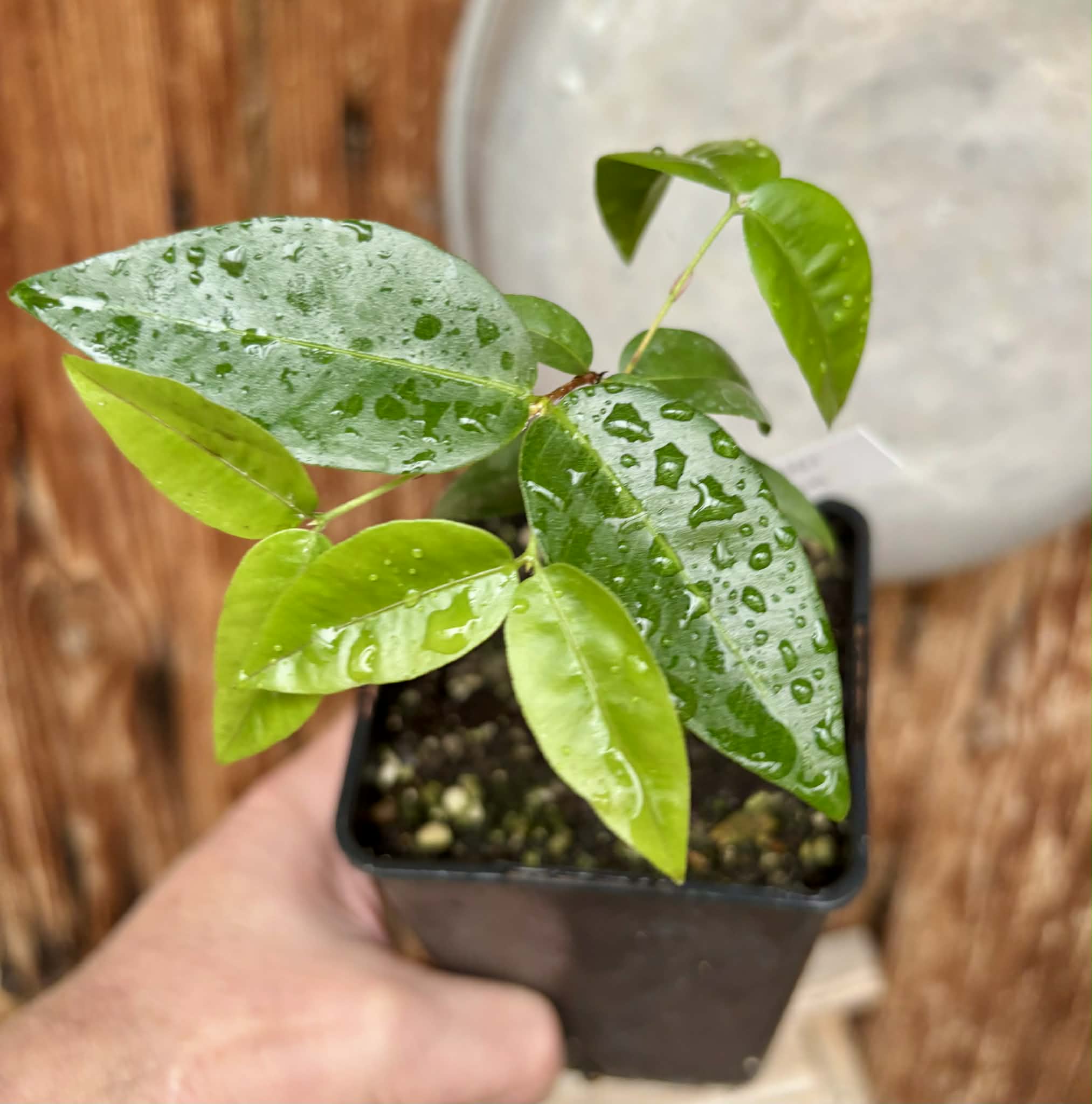 Neomitranthes obscura - 1 potted seedling/ 1 getopfter Sämling