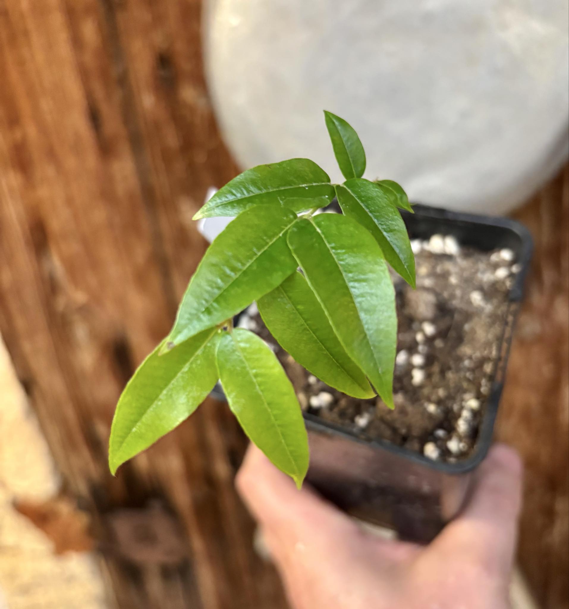Myrciaria sp Jaboticaba - 1 potted plant / 1 getopfte Pflanze Myrciaria sp Jaboticaba - 1 potted plant / 1 getopfte Pflanze
