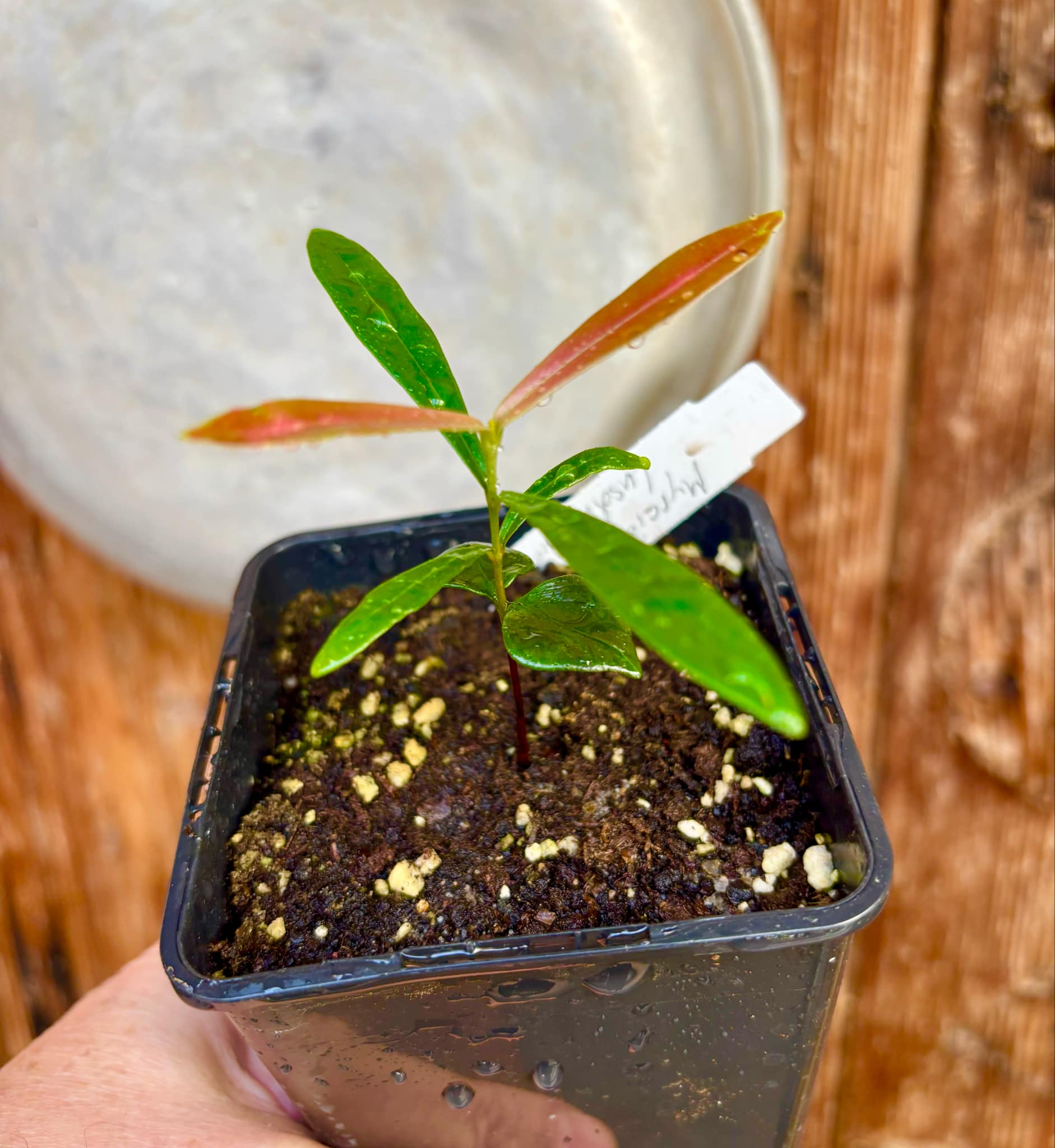 Myrcia luschnathiana -  1 small potted seedling / 1 kleiner, getopfter Sämling