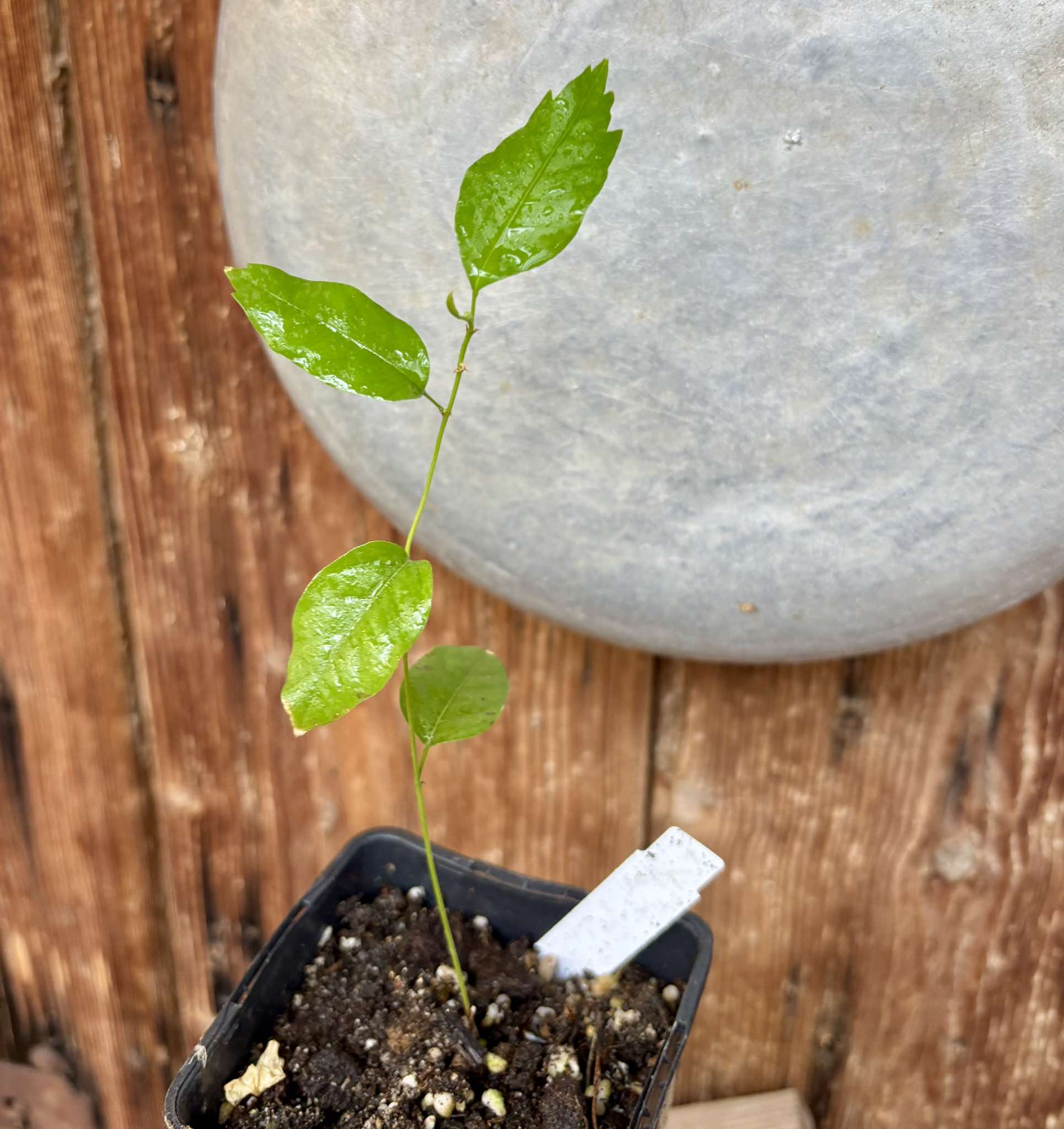 Guaraná (Paullinia cupana) - 1 small potted seedling / 1 kleiner, getopfter Sämling