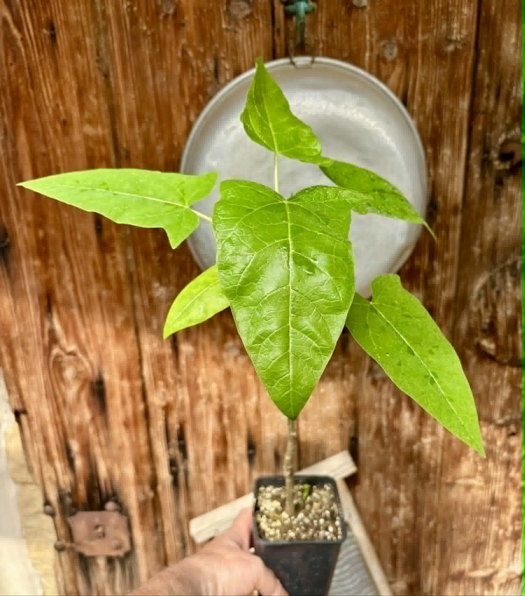 rooted cutting - Oak Leaf Papaya (Vasconcellea quercifolia) - 1 potted plant / 1 getopfte Pflanze