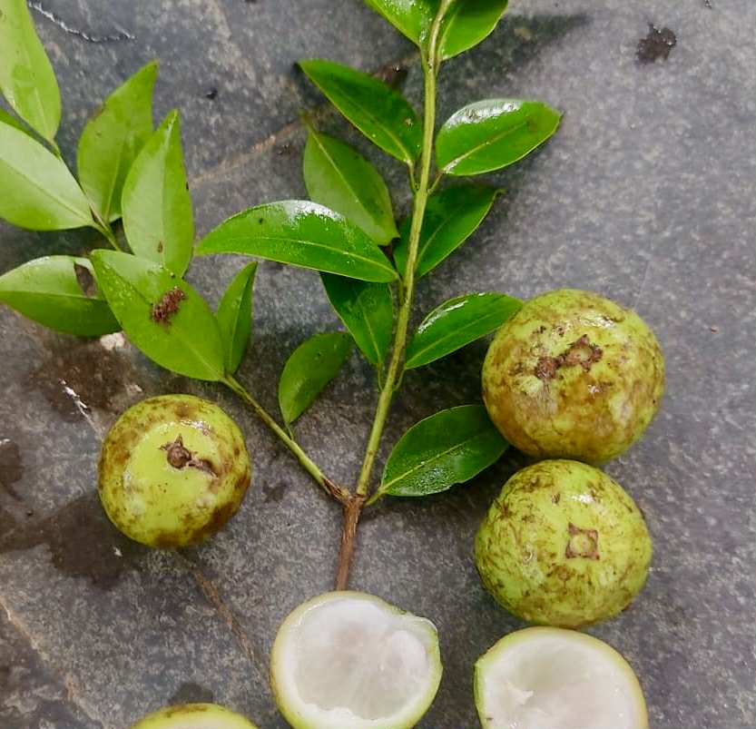 Collection of 5 new Jaboticaba -  5 different potted Plinia / 5 verschiedene, getopfte Plinia