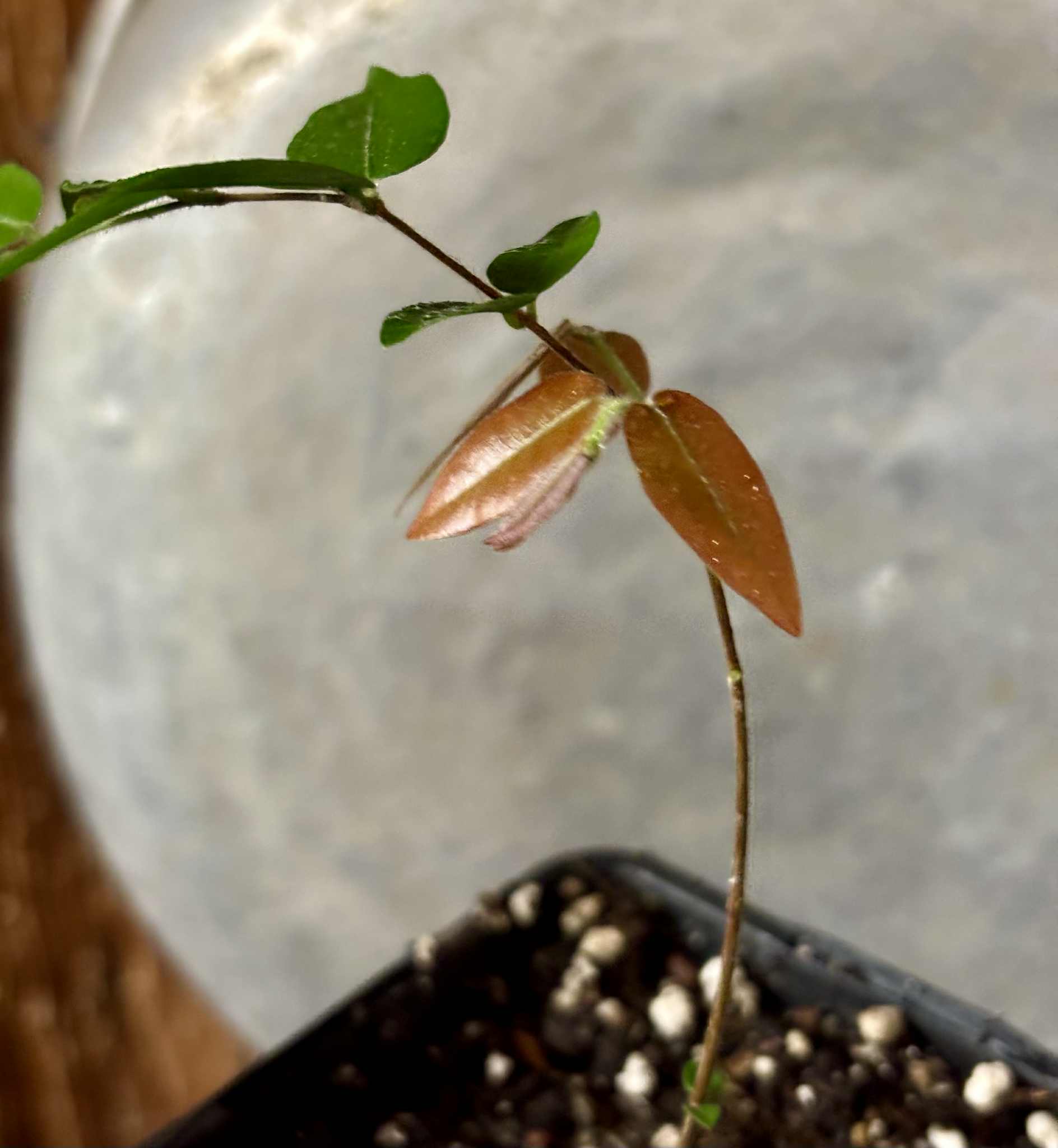 Myrciaria aff plinioides-  1 potted seedling / 1 getopfter Sämling