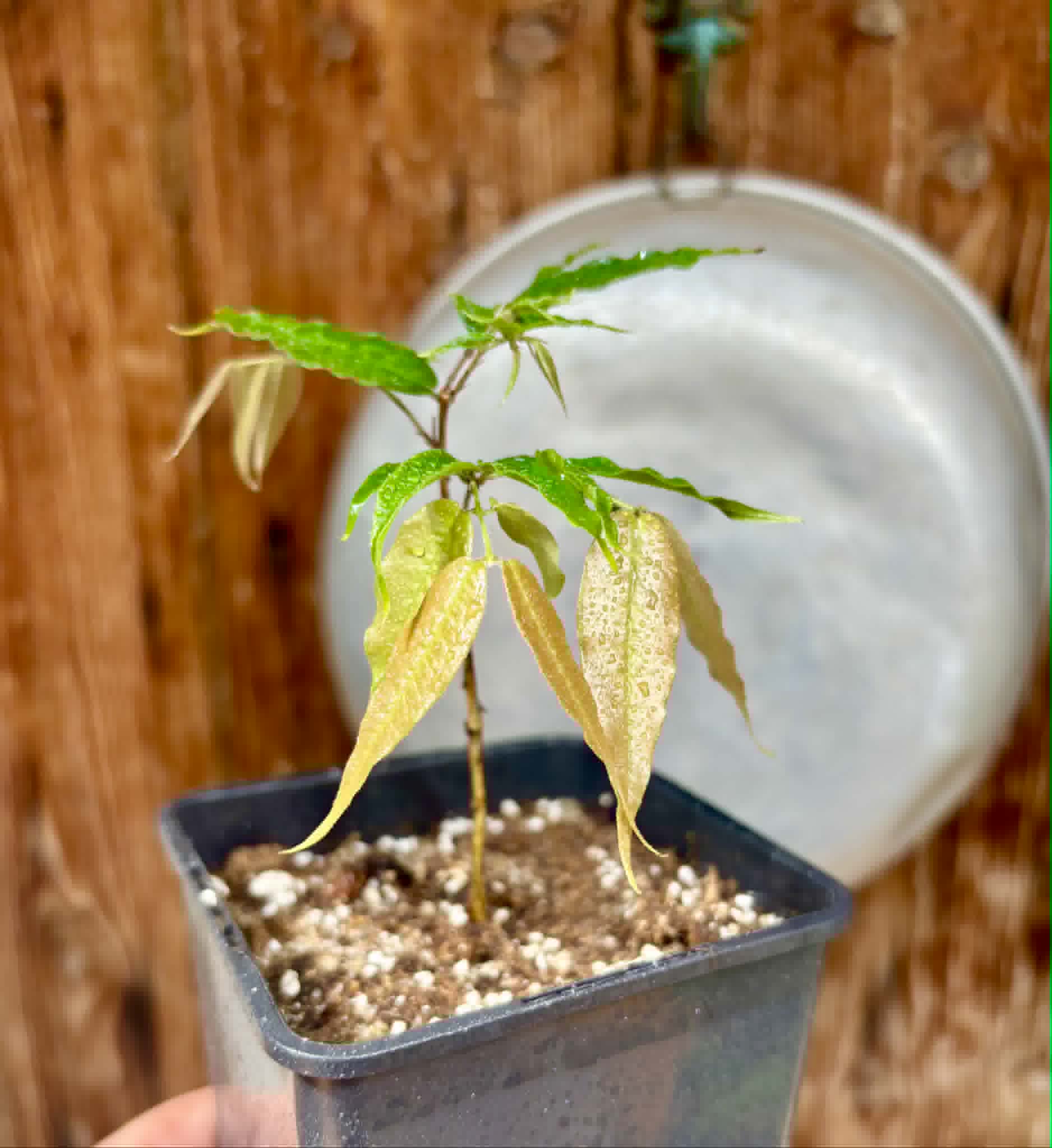 Plinia sp Dandara -  1 potted seedling / 1 getopfter Sämling