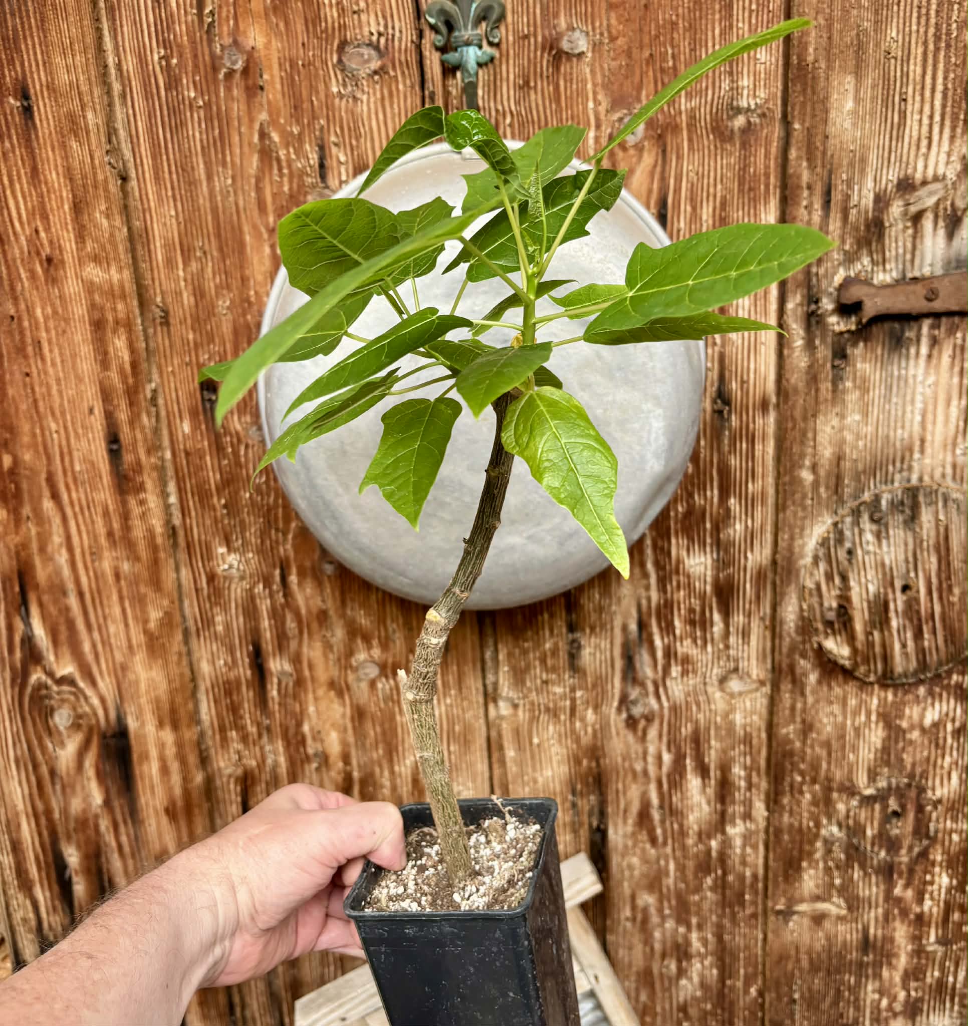 Oak Leaf Papaya (Vasconcellea quercifolia) - 1 potted plant / 1 getopfte Pflanze