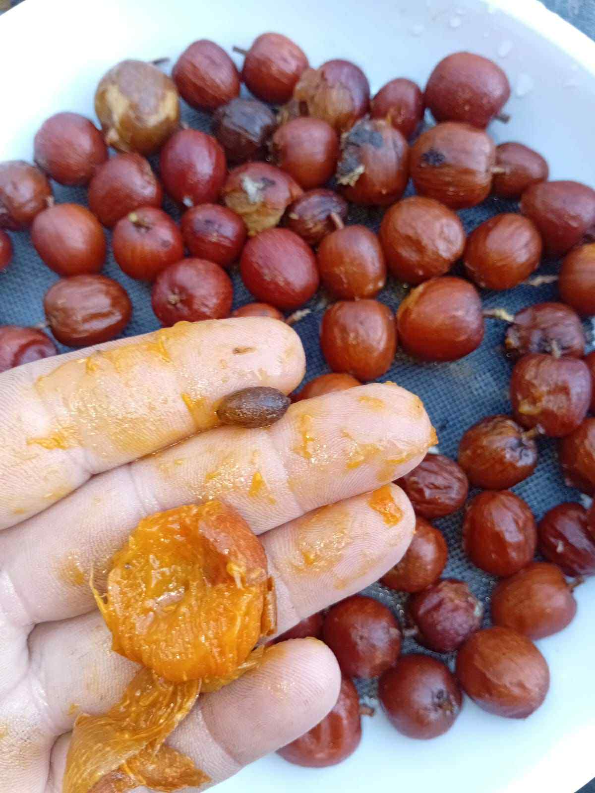 Unknown fruit from Amazonas Rondonia Brasil - 1 fresh seed / 1 frischer Samen