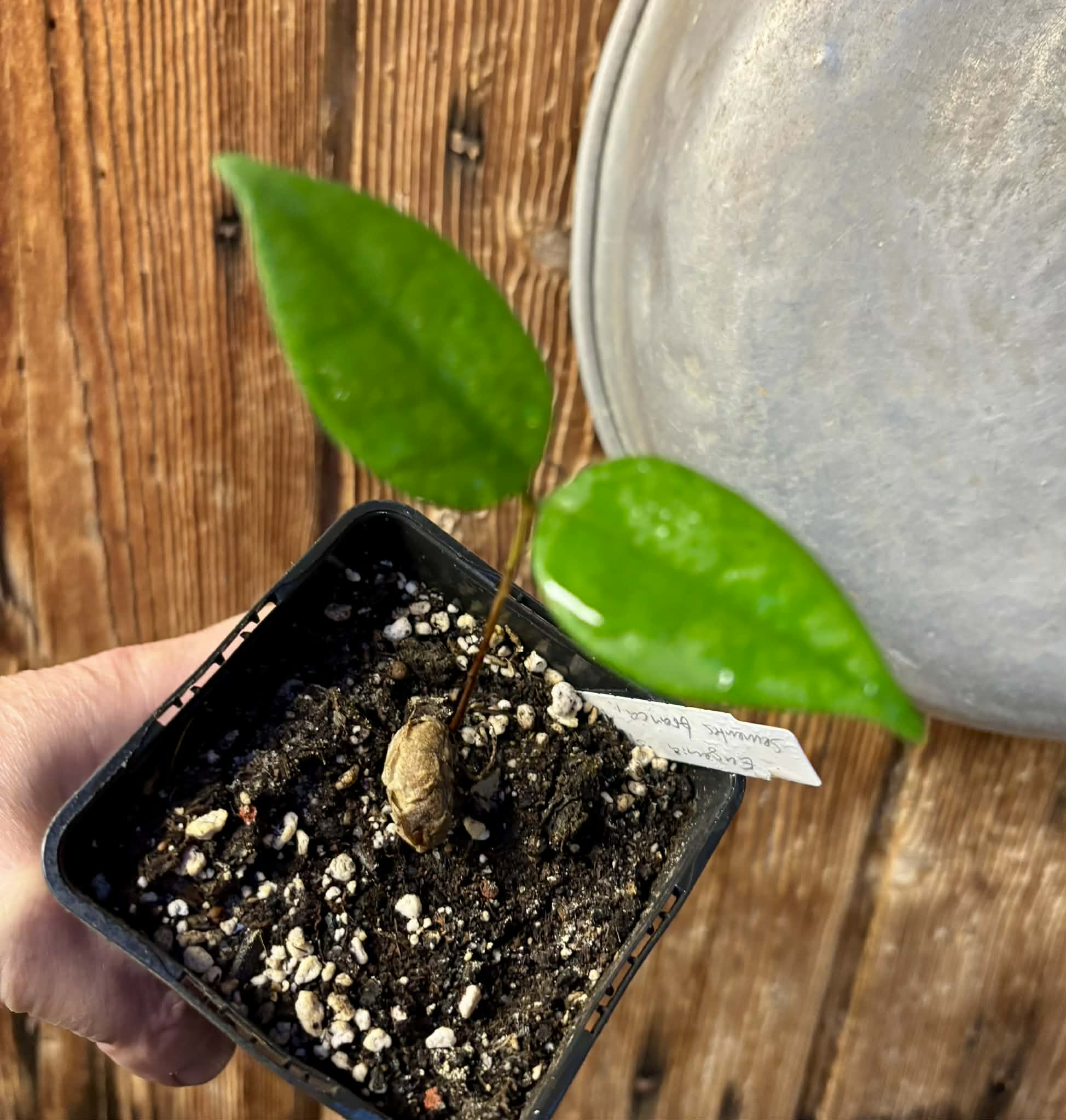 Eugenia sp Sementes branca Polpa roxa -  1 potted seedling / 1 getopfter Sämling 