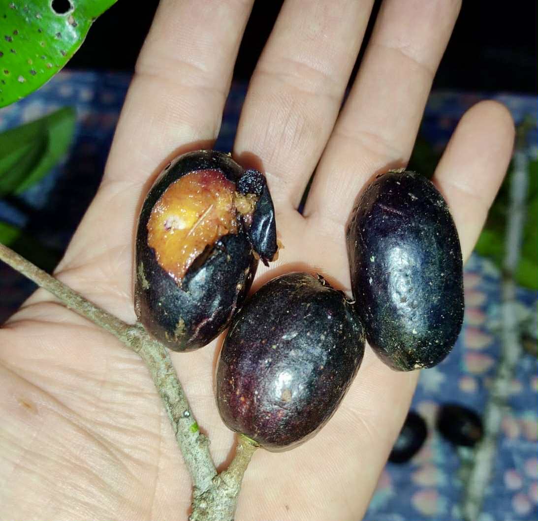 Collection of 5 new Eugenia -  5 different potted Eugenia / 5 verschiedene, getopfte Eugenia