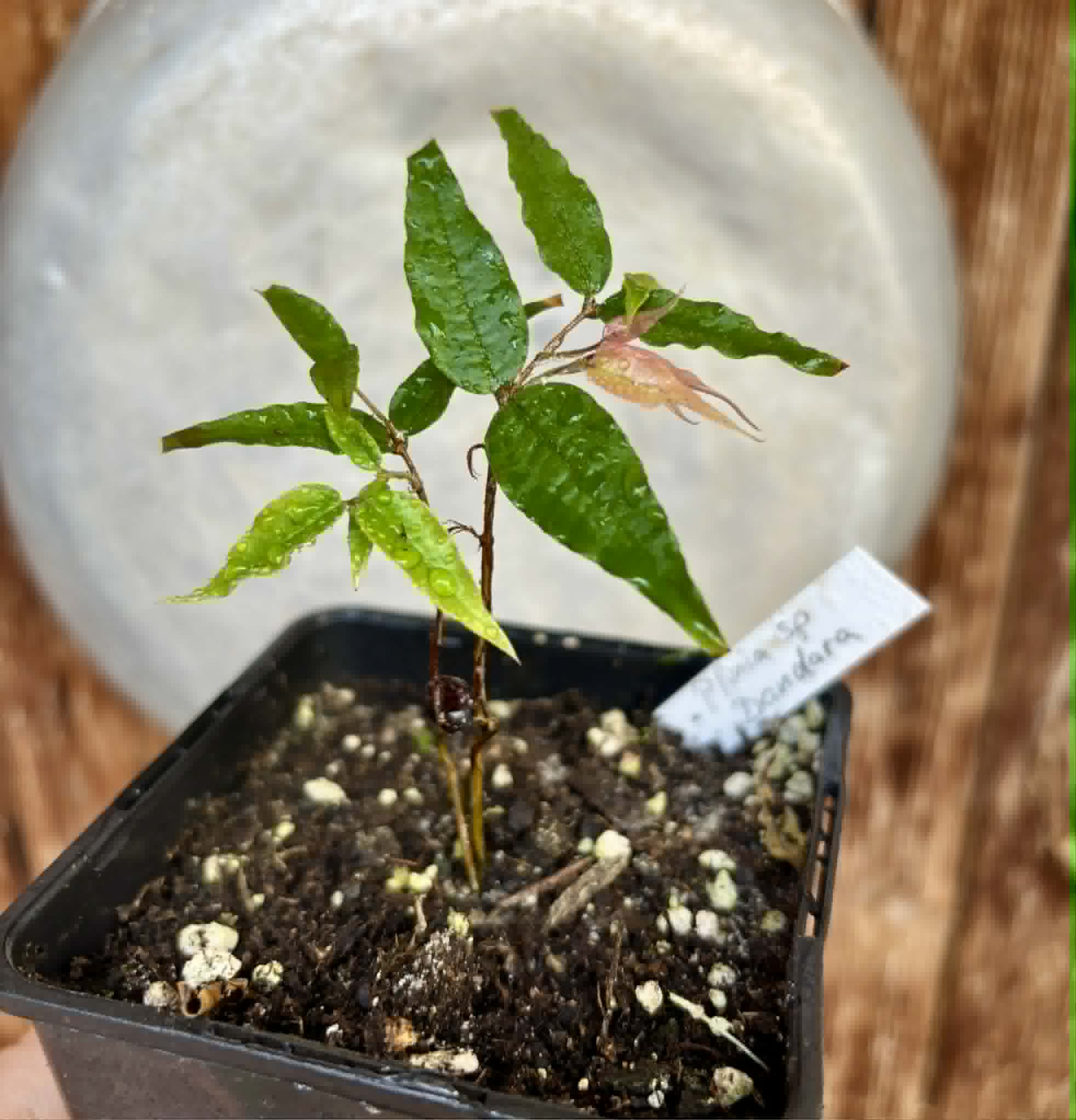 Plinia sp Dandara -  1 small potted seedling / 1 kleiner, getopfter Sämling