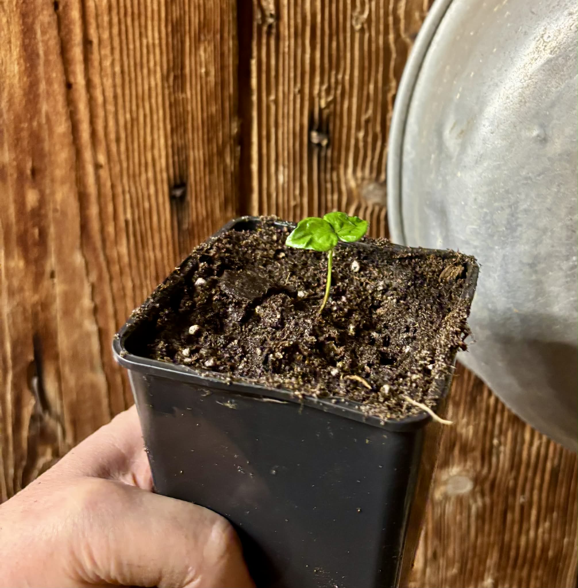 Myrcia multiflora - 1 potted seedling / 1 getopfter Sämling