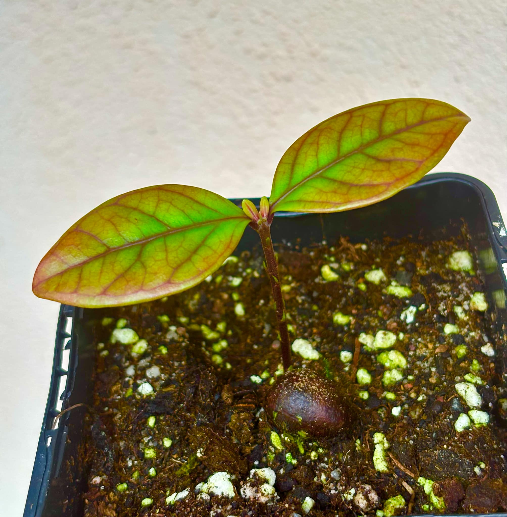 Eugenia sp de Talo -  1 small potted seedling / 1 kleiner, getopfter Sämling