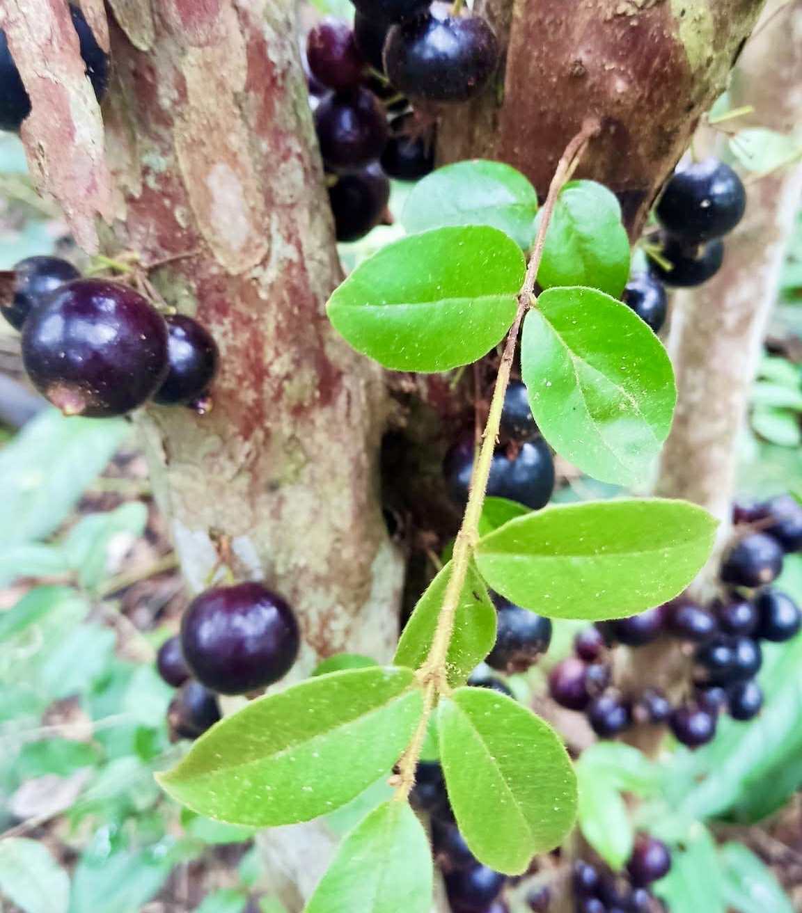 Psidium sp Aporá - 1 fresh seed / 1 frischer Samen