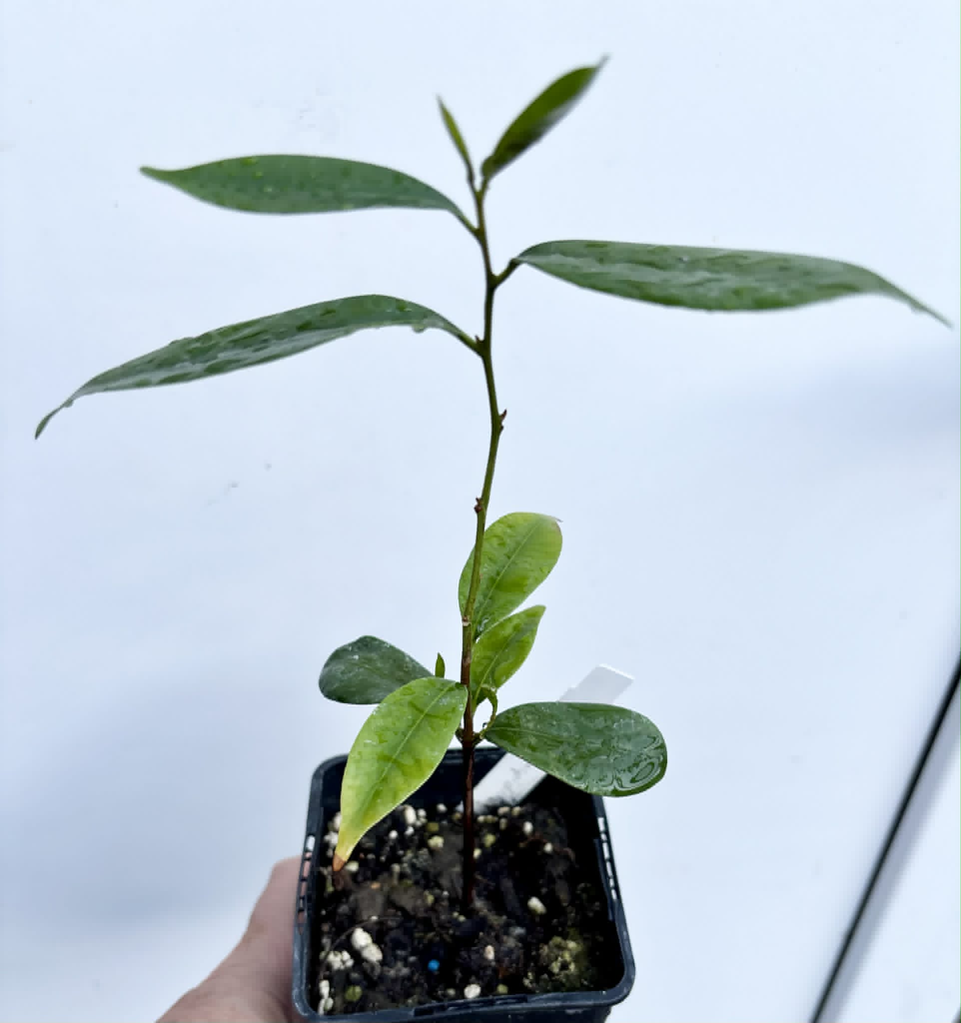 Diploon cuspidatum  -  1 potted seedling / 1 getopfter Sämling