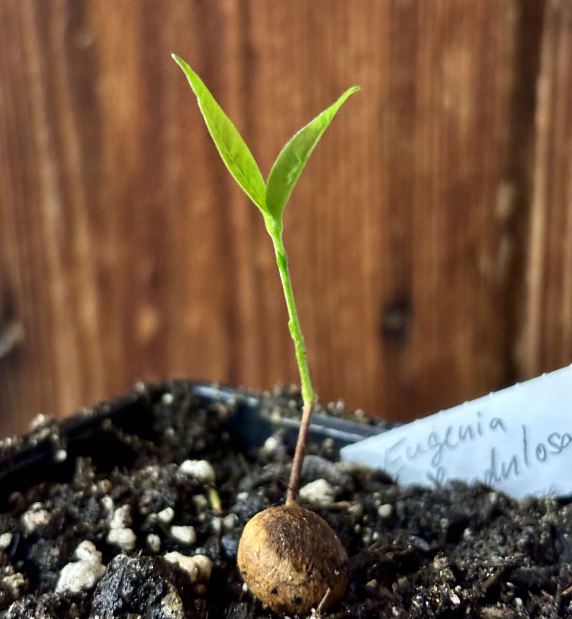 Eugenia glandulosa - Ubaia amarela - 1 small potted seedling / 1 kleiner, getopfter Sämling Eugenia glandulosa - Ubaia amarela - 1 small potted seedling / 1 kleiner, getopfter Sämling