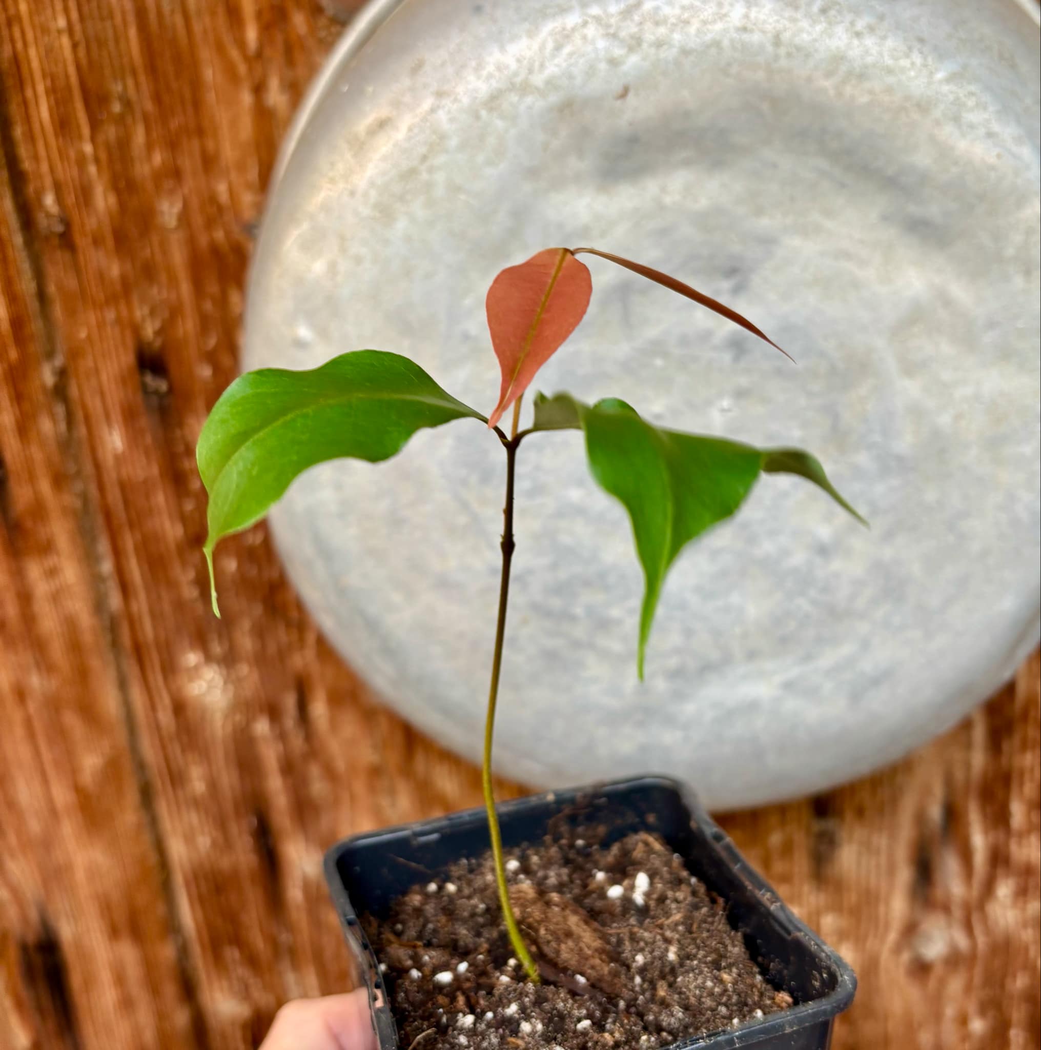Litchi chinensis - var. Fei Zi Xiao (Litchi chinensis) - 1 small potted seedling / 1 kleiner, getopfter Sämling 