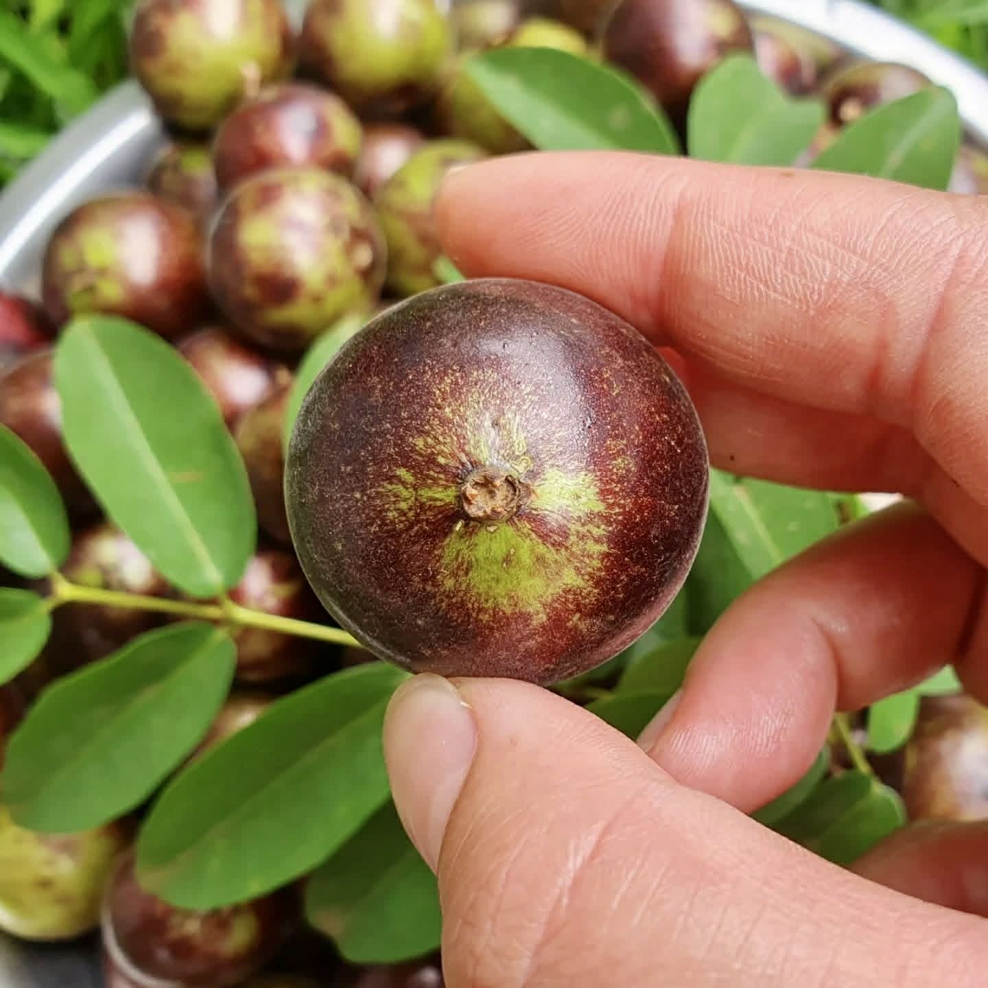 Jabuticaba Peluda-de-Alagoas (Plinia sp Grimal) -  1 fresh seed / 1 frischer Samen