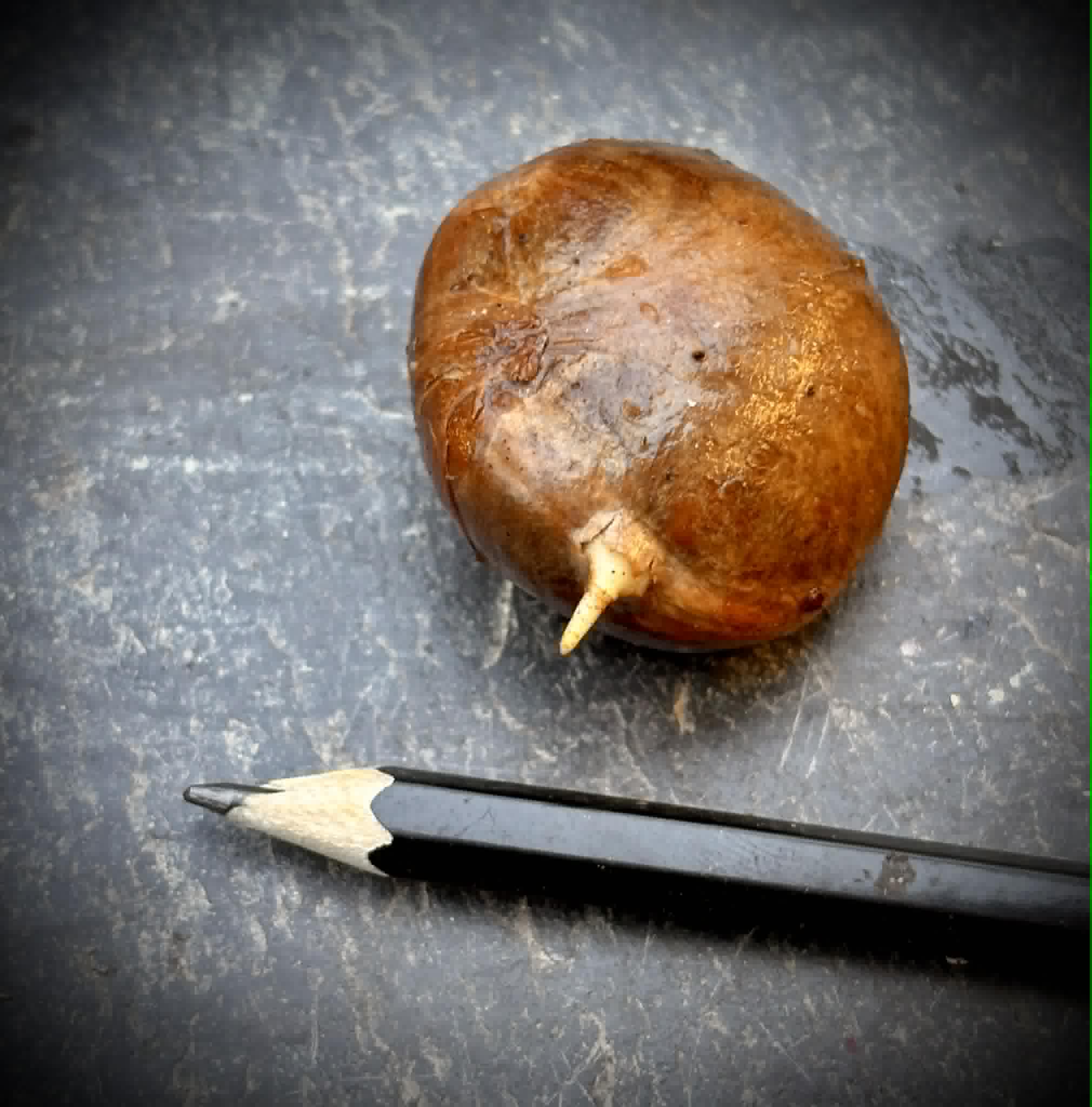 Plinia rara Costata Camacan - 1 germinated seed / 1 gekeimter Samen