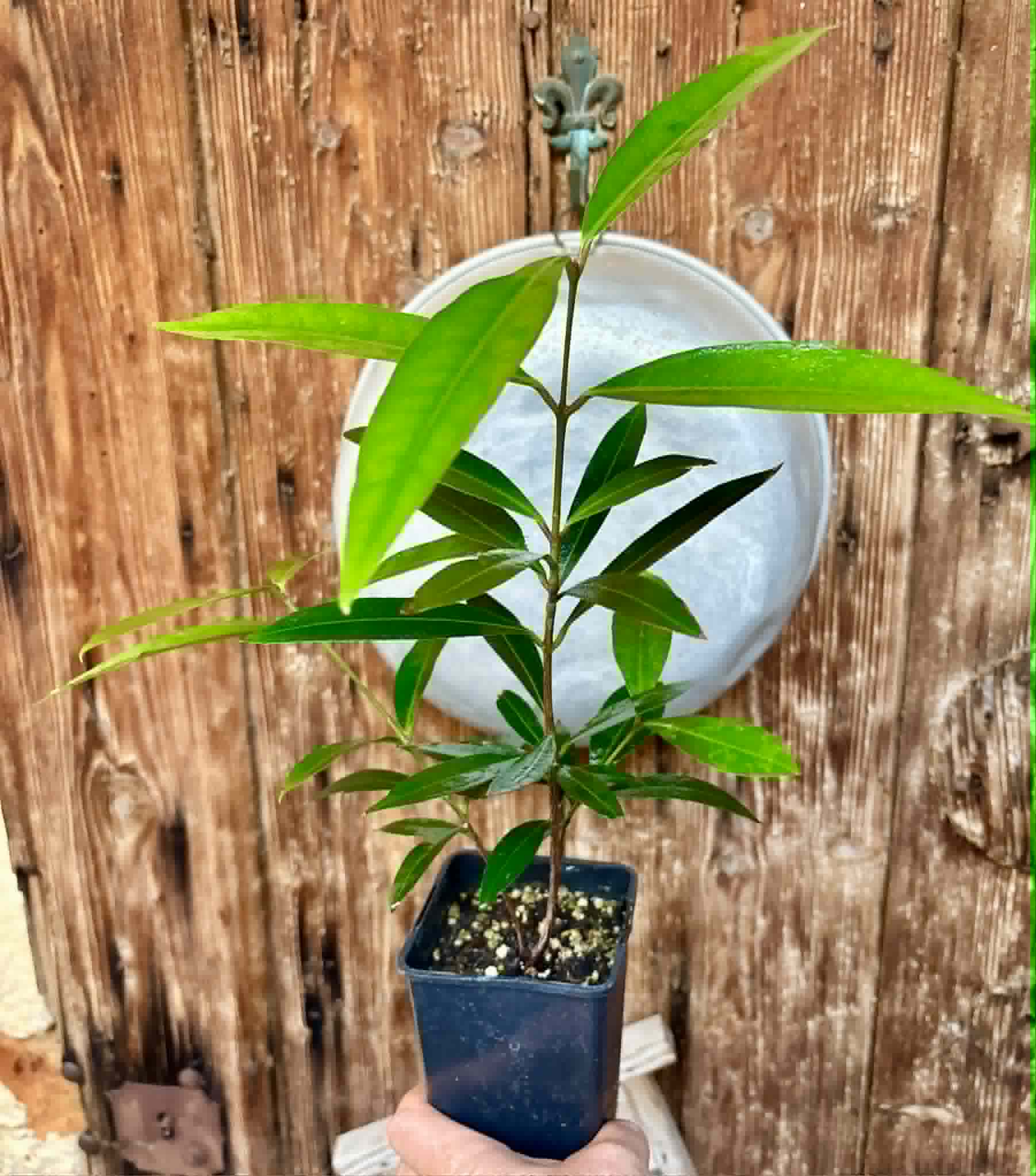 Eugenia sp Jambo da Mata -  1  potted seedling / 1 getopfter Sämling