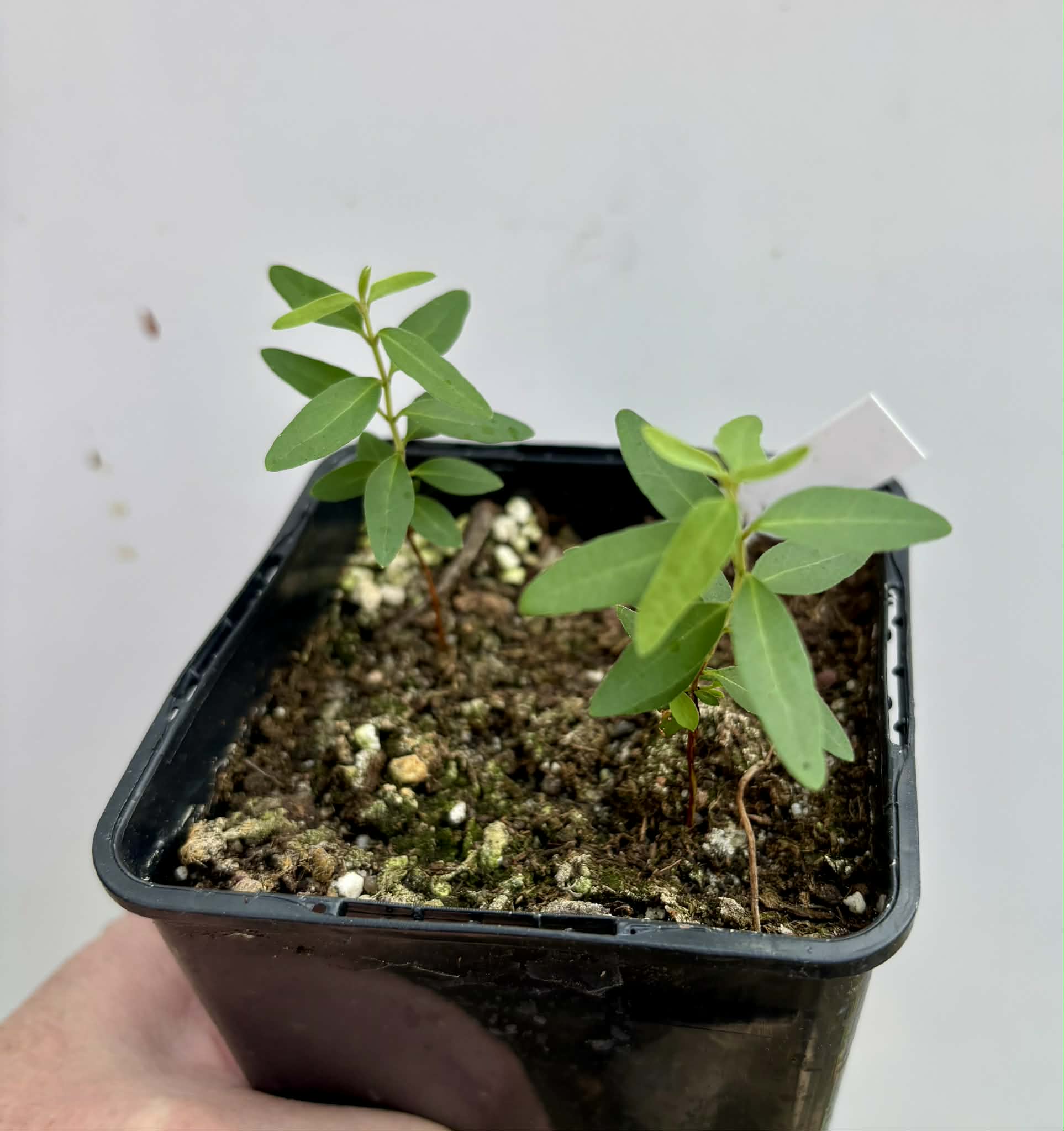 2 in 1 pot - Guayabita (Psidium oligospermum) - 2 seedlings in one pot / 2 Sämlinge in einem Topf