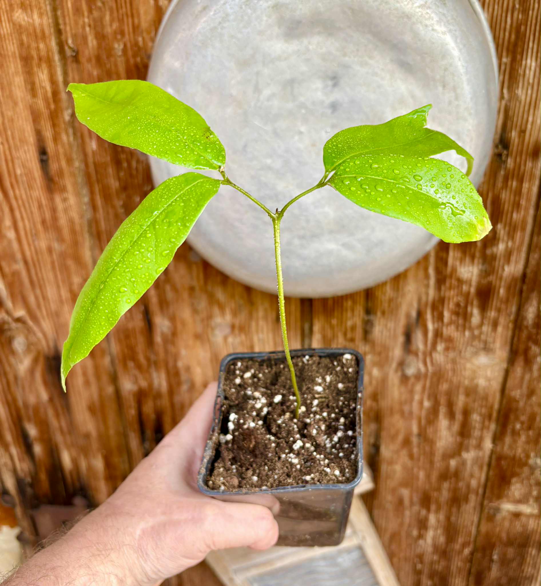 Litchi chinensis - var. Fei Zi Xiao (Litchi chinensis) - 1 small potted seedling / 1 kleiner, getopfter Sämling 