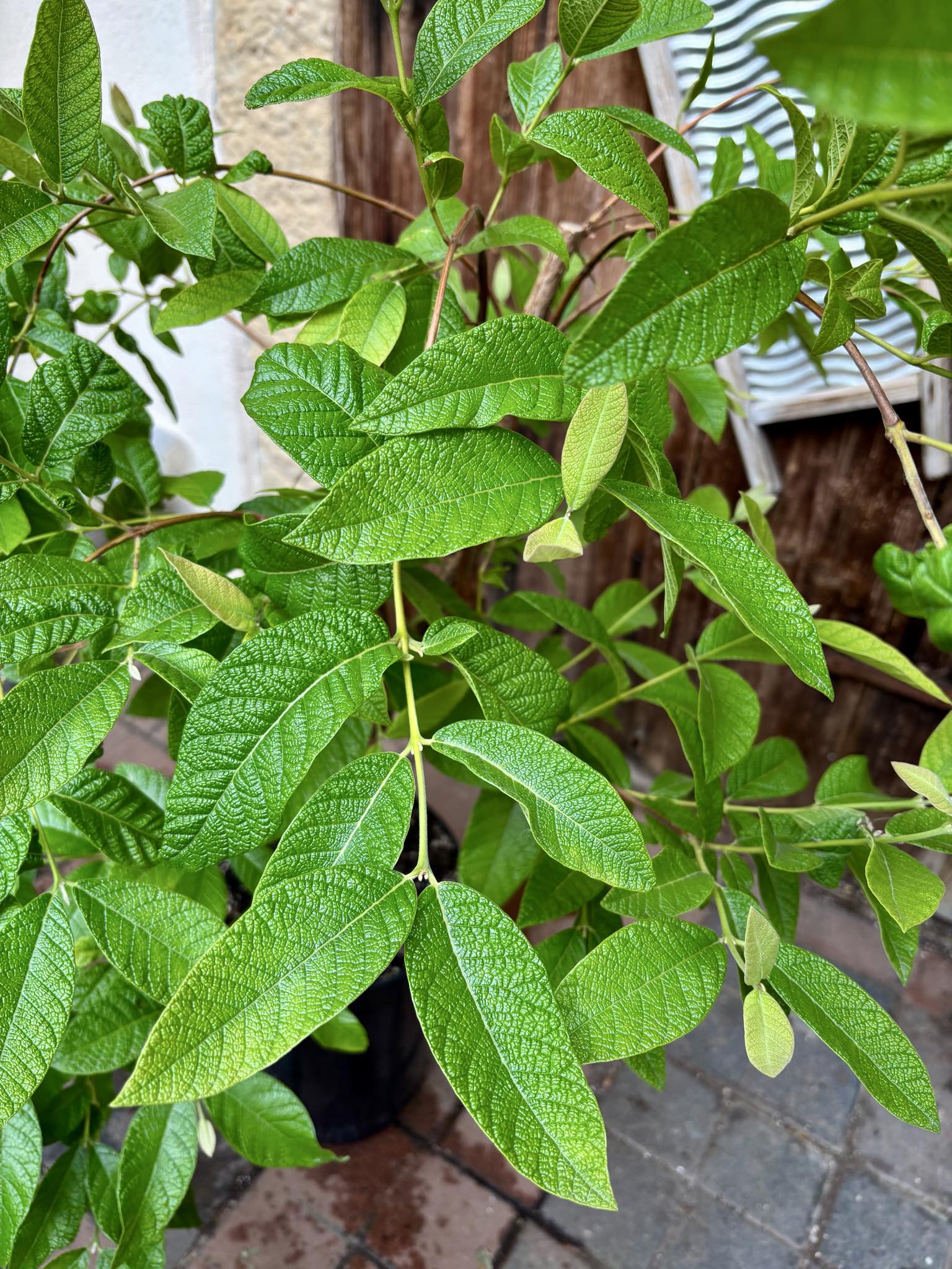 7 years old -  Campomanesia guazumifolia - 1 pottet plant / 1 getopfte Pflanze