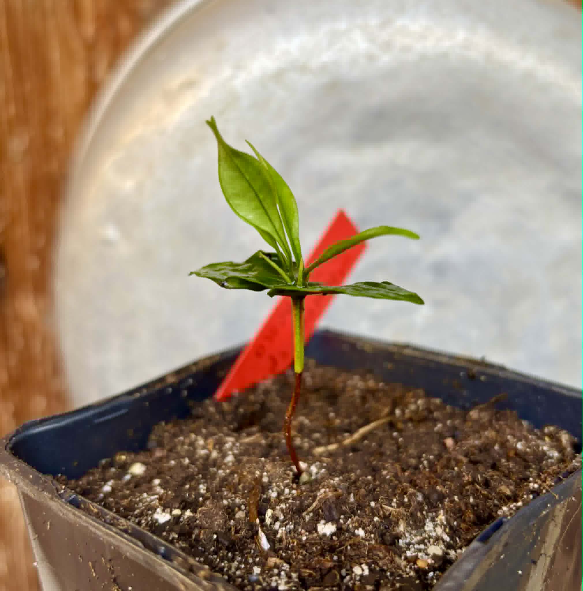 Myrcia sp Trancoso -  1 potted seedling / 1 getopfter Sämling